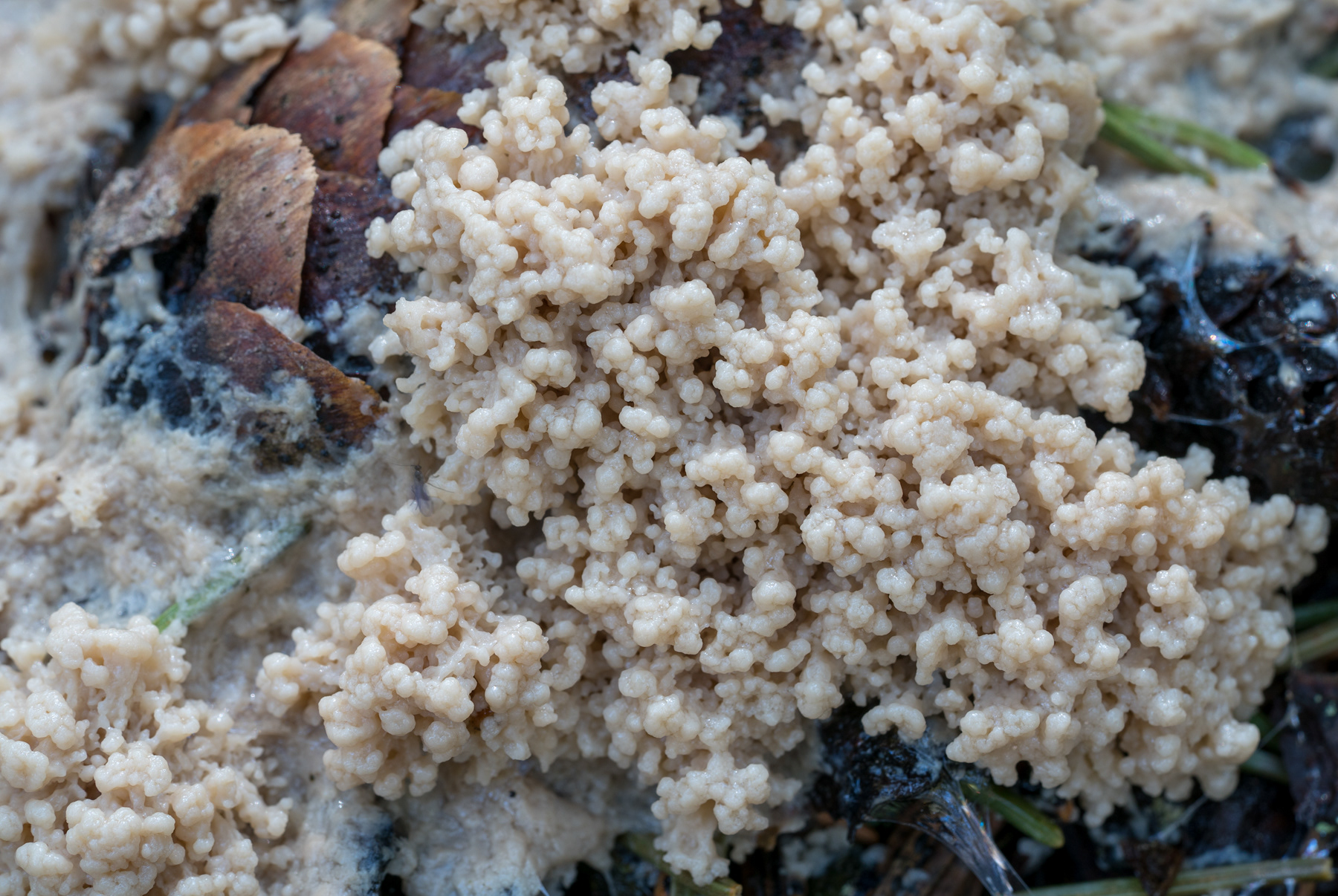 JORDSPOTT - Mucilago crustacea.