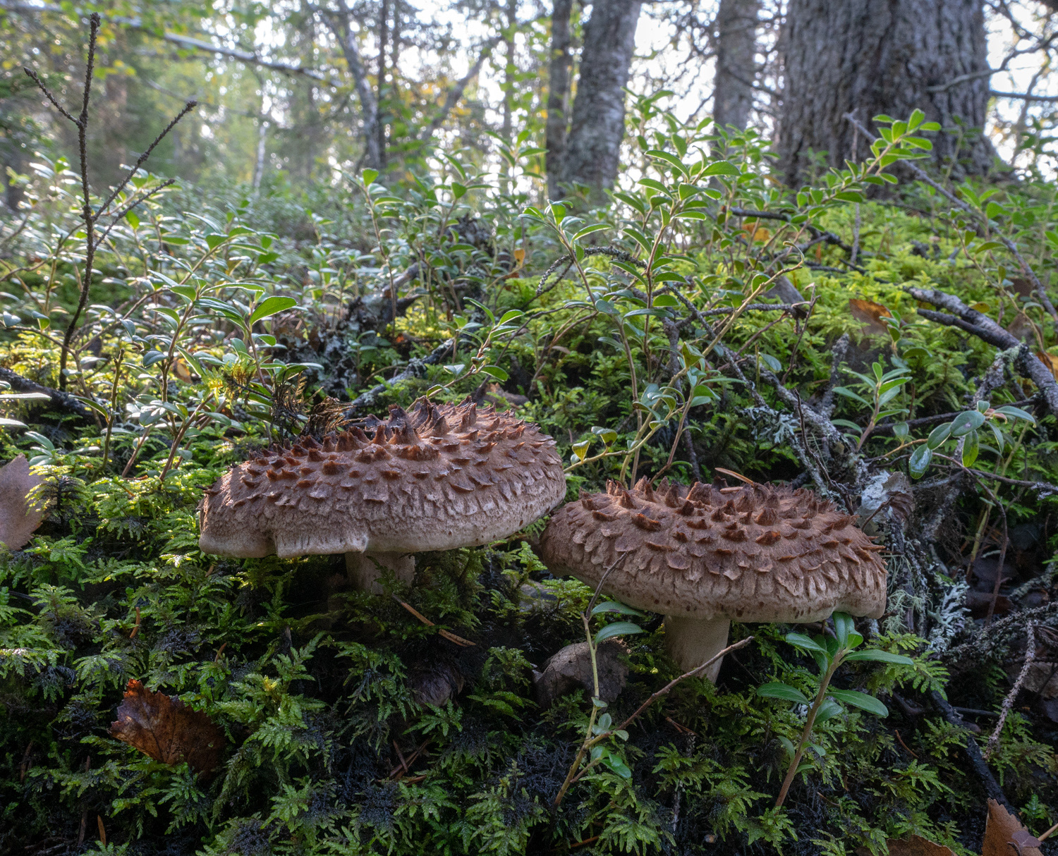 FJÄLLIG TAGGSVAMP
