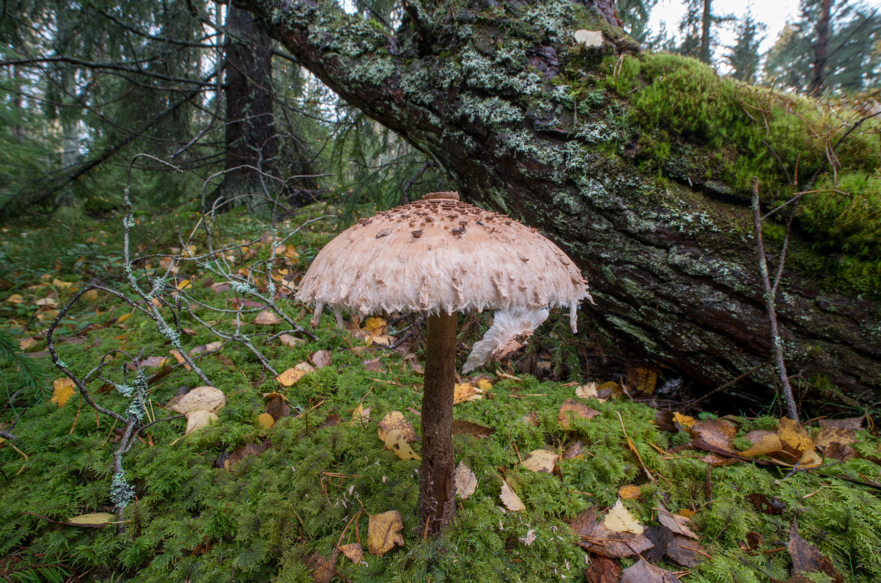 STOLT FJÄLLSKIVLING.
