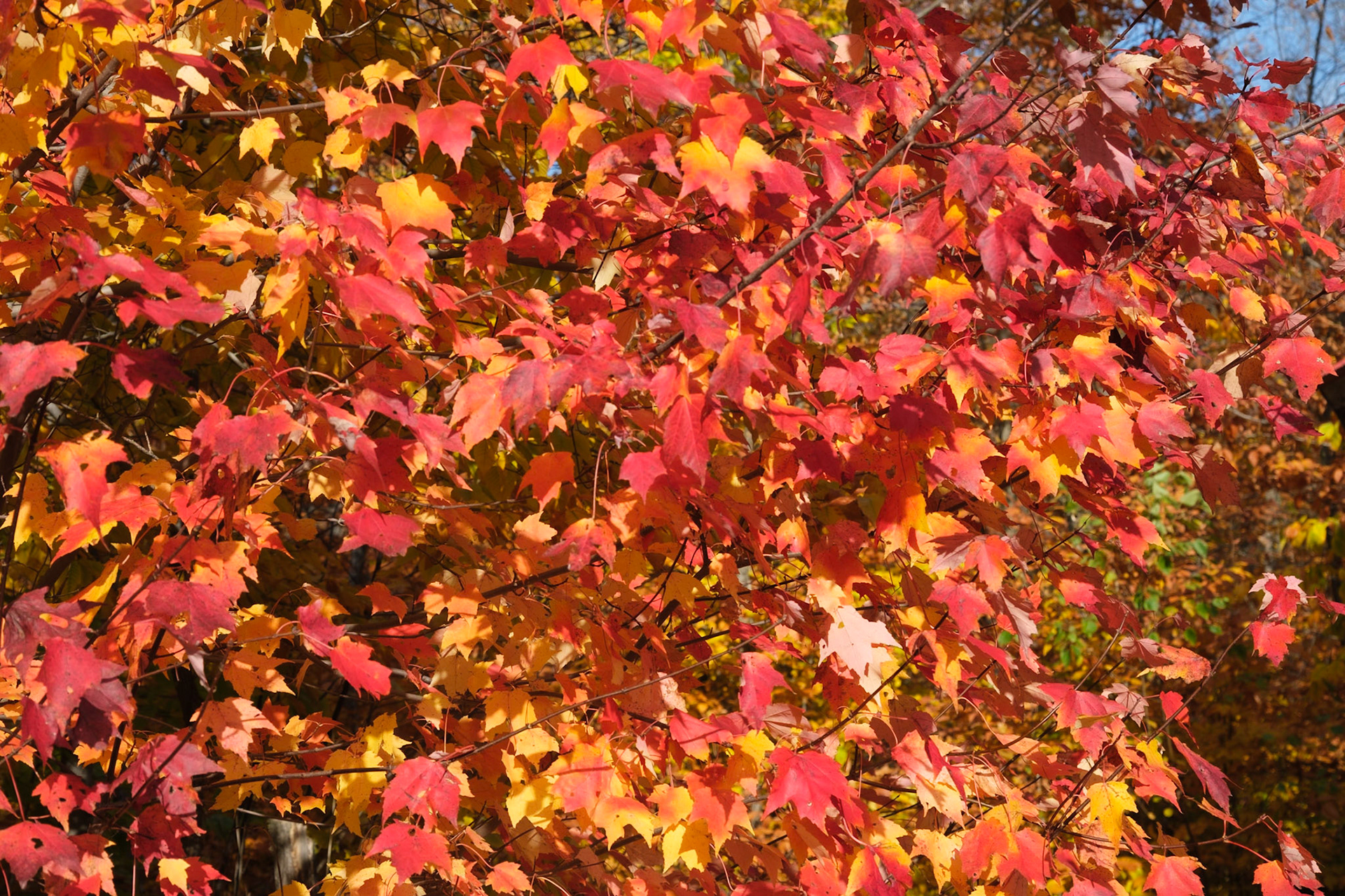 Indian Summer