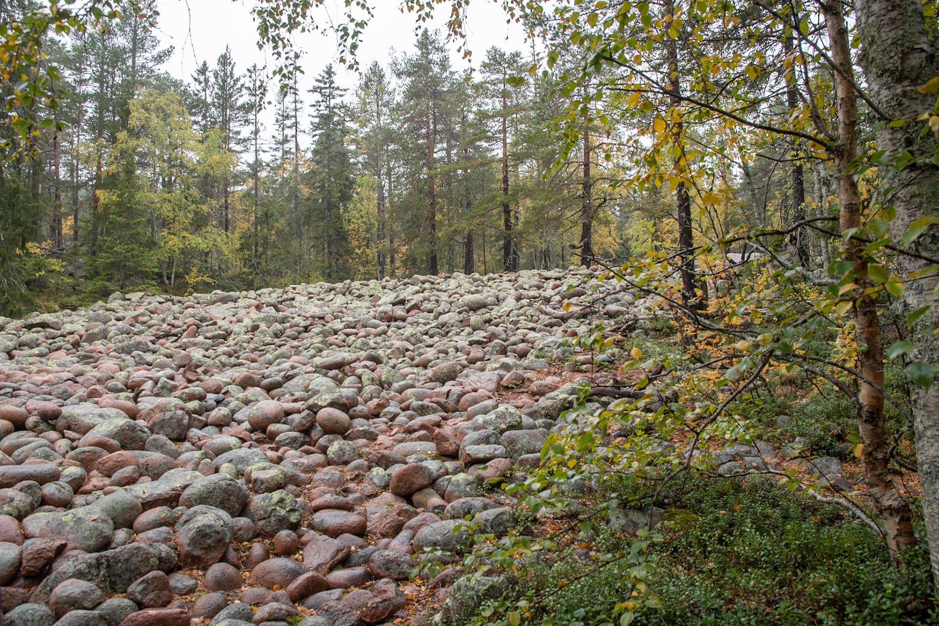 Skuleskogen bei Harnösand