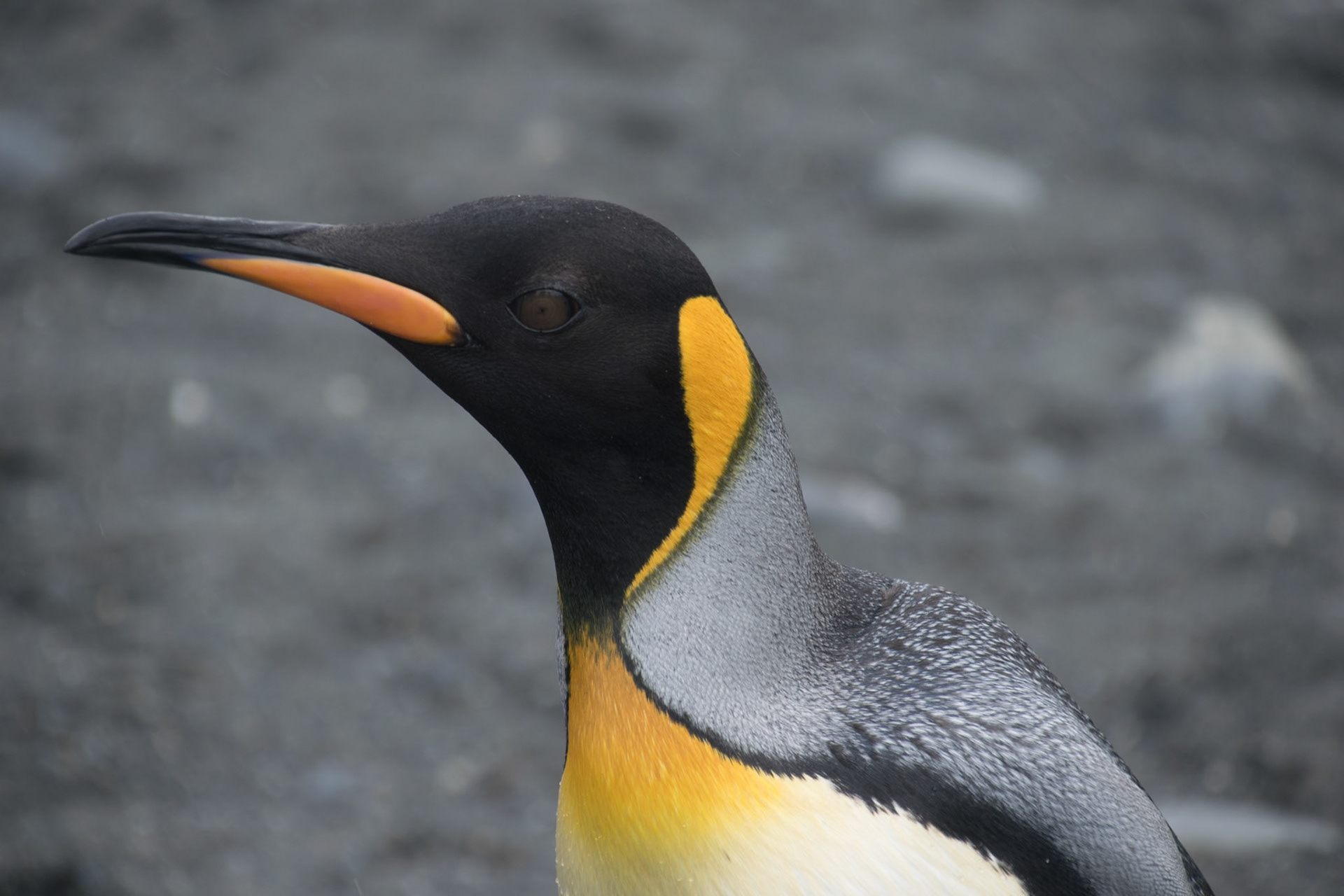 Südgeorgien: Pinguin Paradies