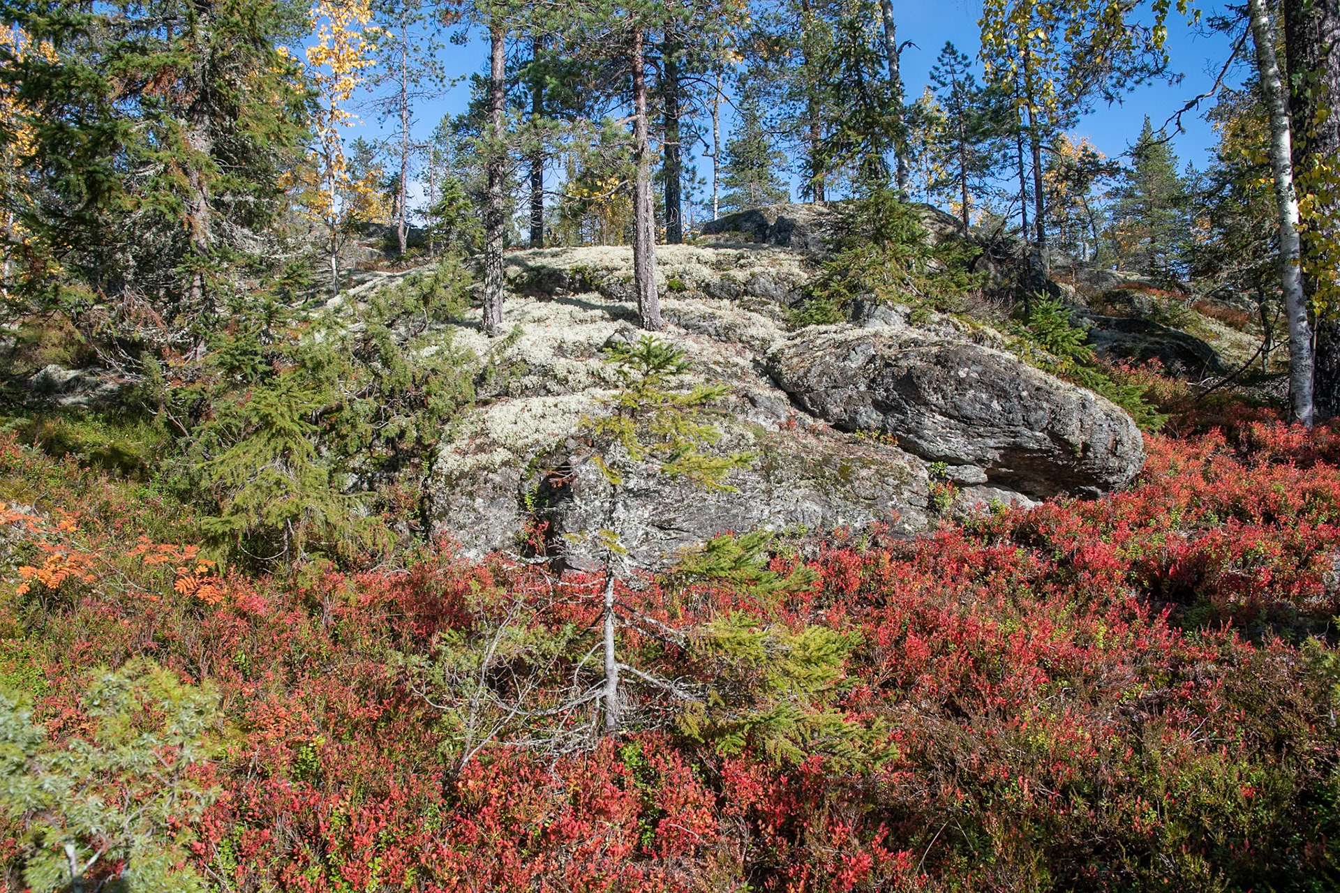 Indian Summer im Tavelsjöleden, Umea