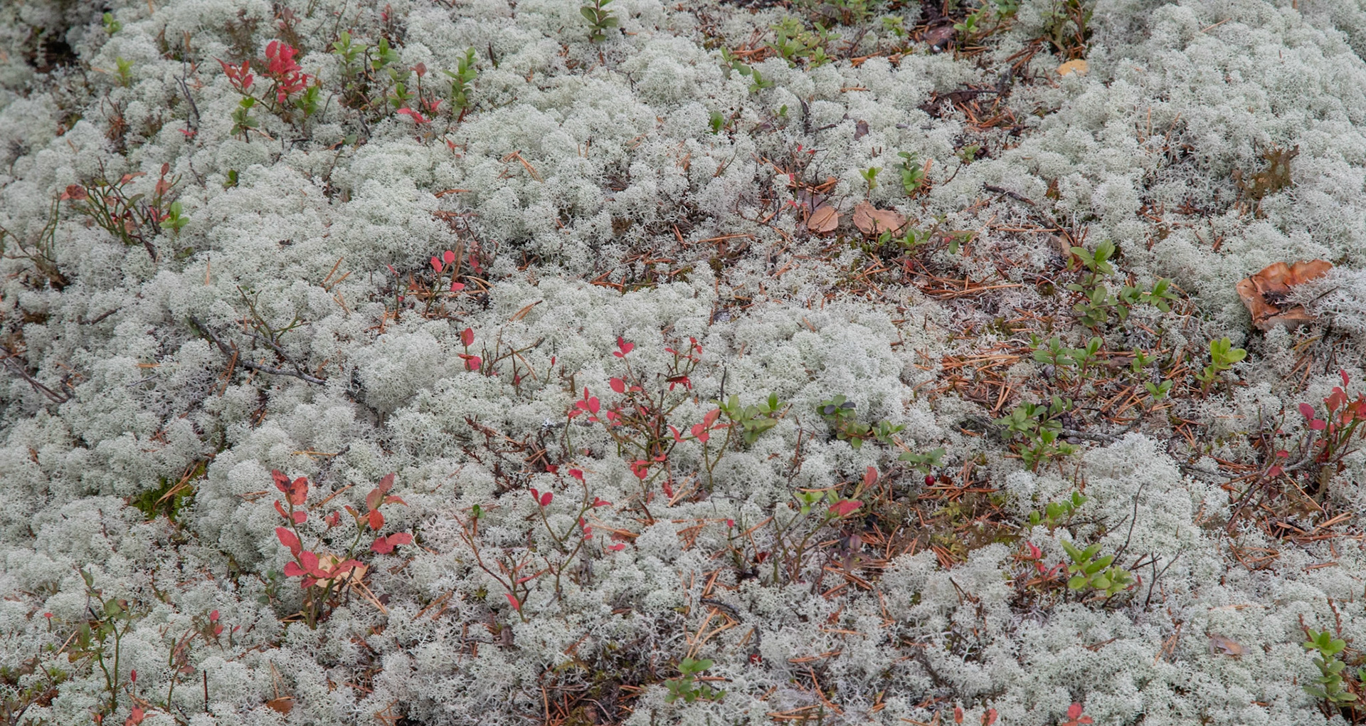 Moos Tavelsjöleden,