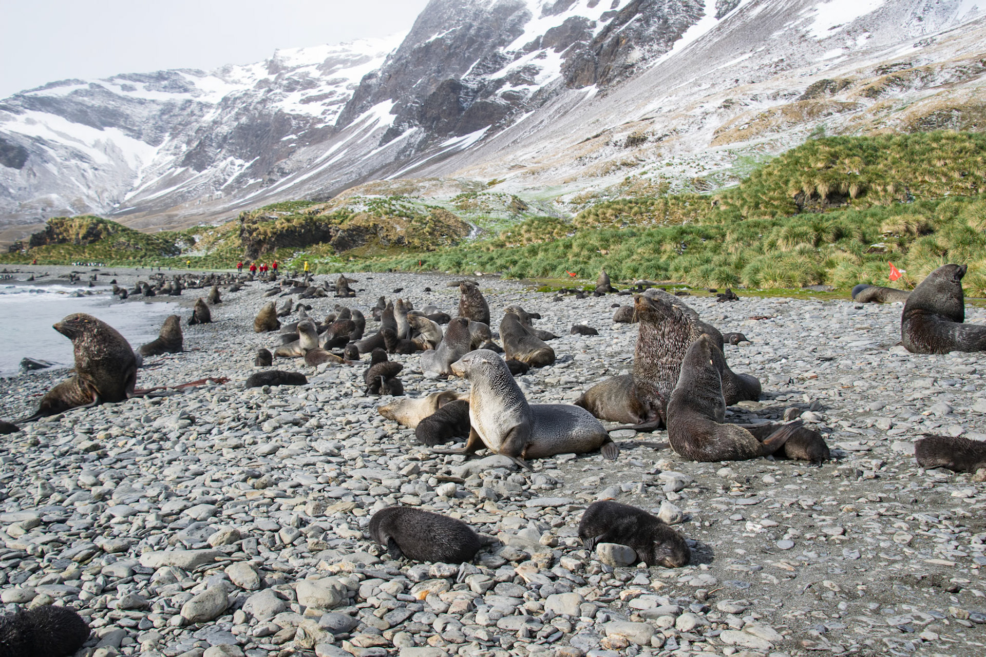 Südgeorgien: Seebäreen