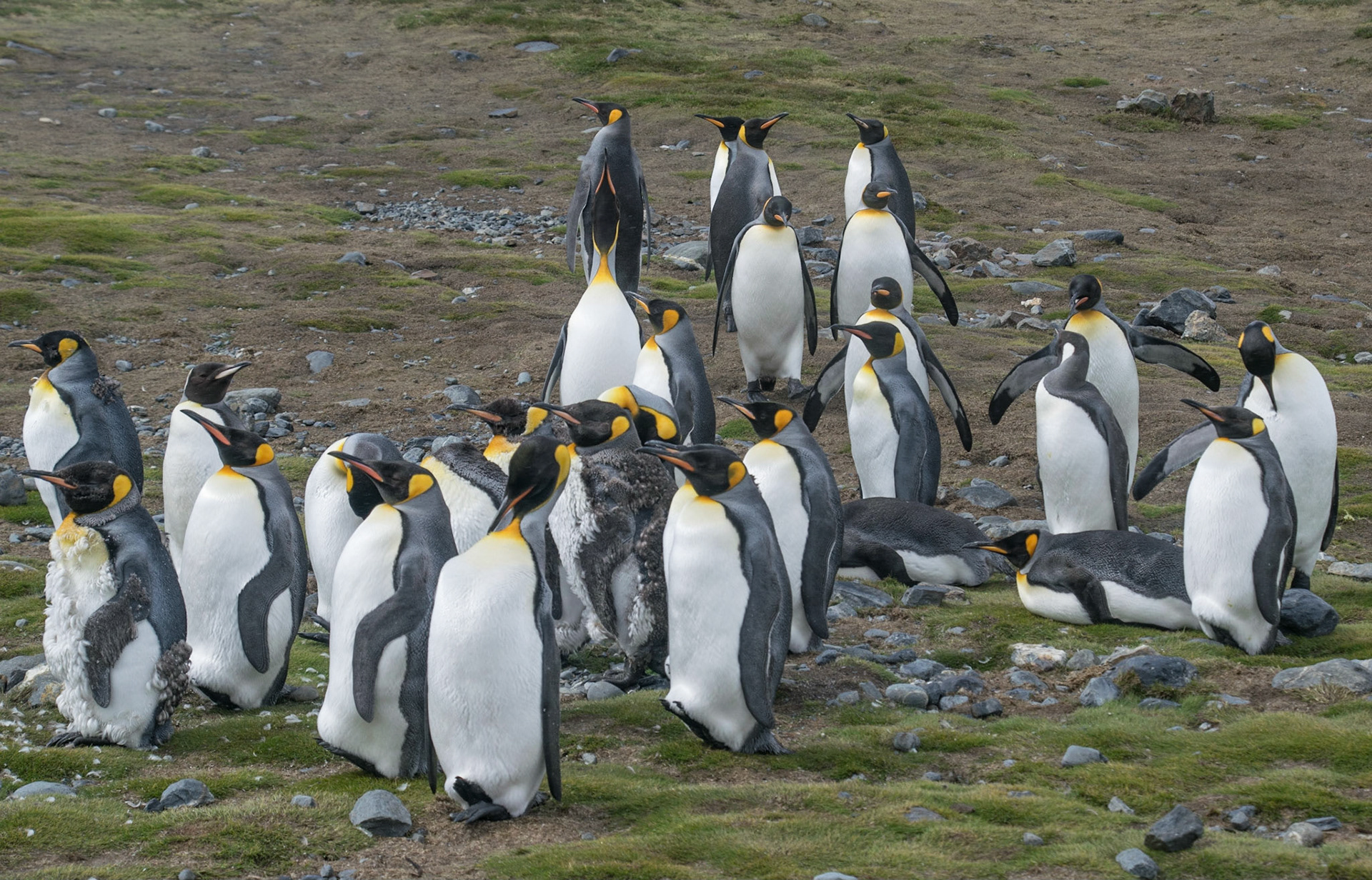 Südgeorgien: Pinguin Paradies