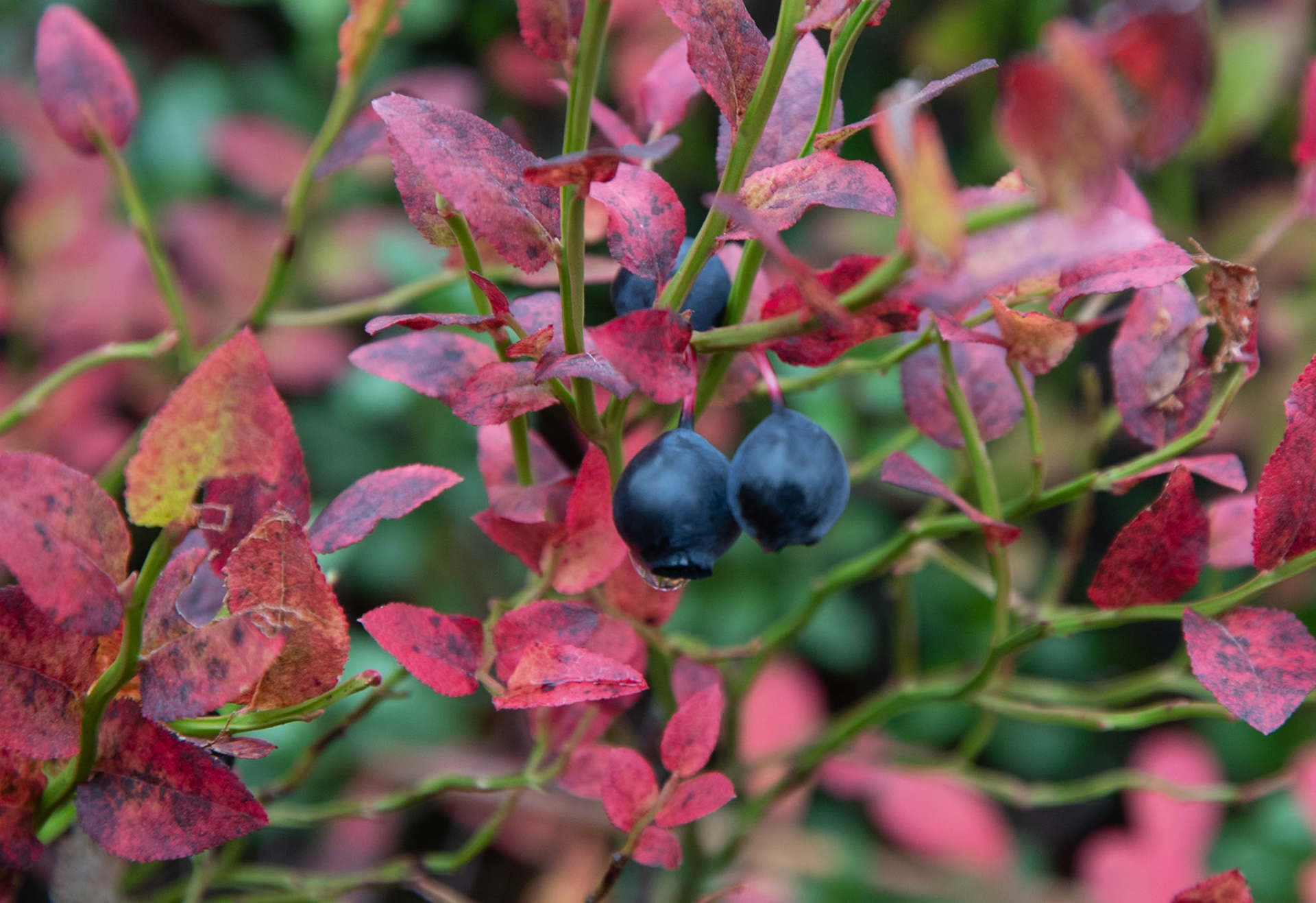 Indian Summer im Tavelsjöleden, Umea