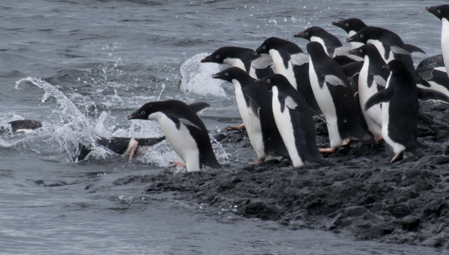 Antarktische Halbinsel:: Pinguine