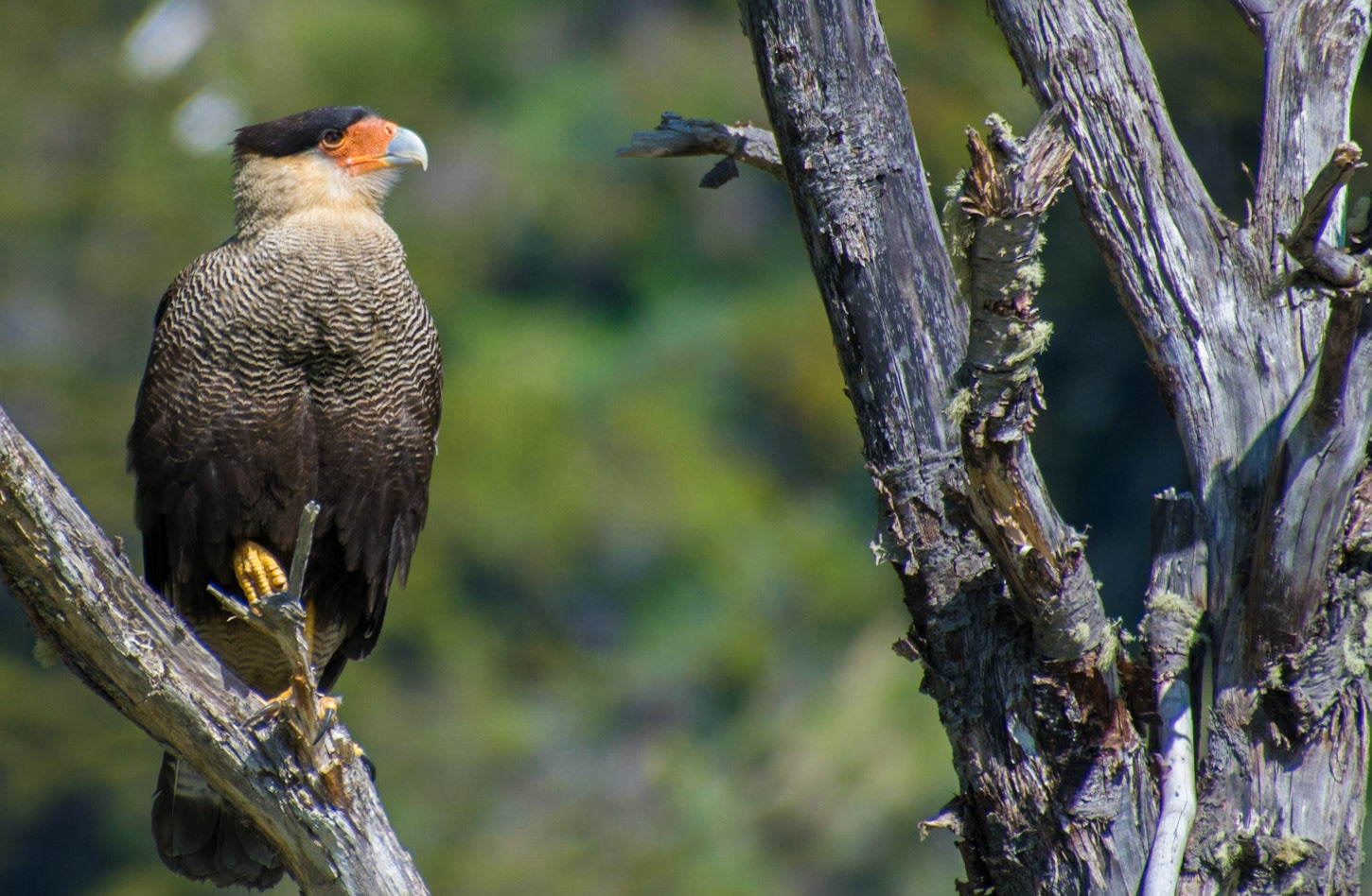 Karakara auf Feuerland