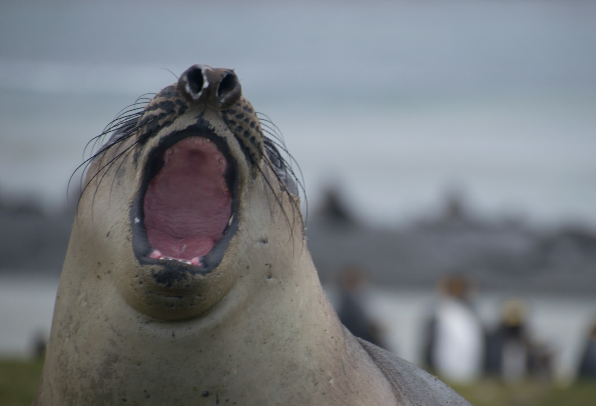 Südgeorgien:Seeelefant