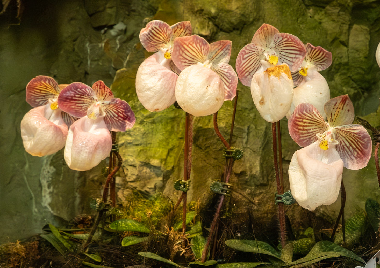 Siugapur: Botanischer Garten