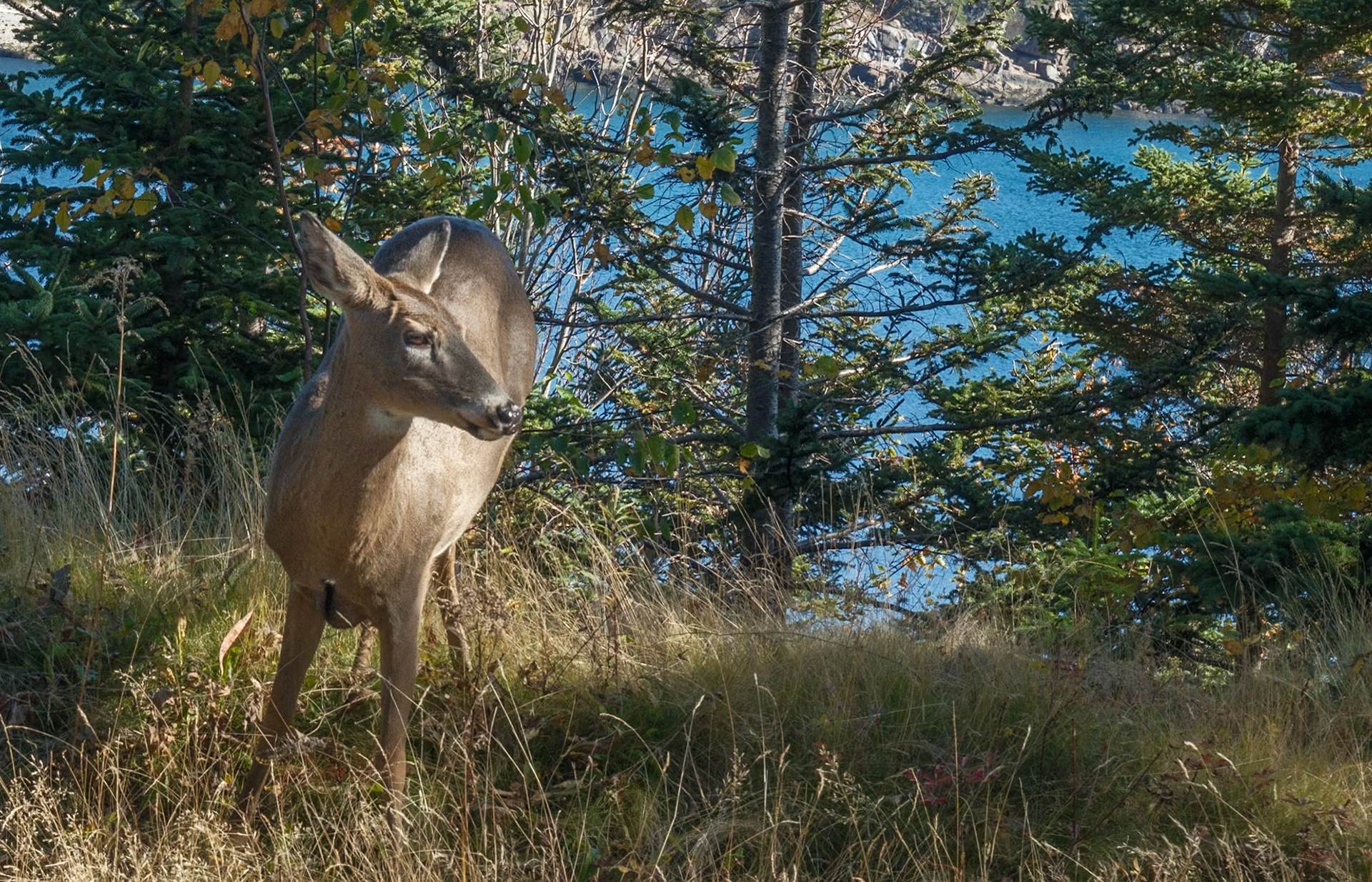 Bar Harbor