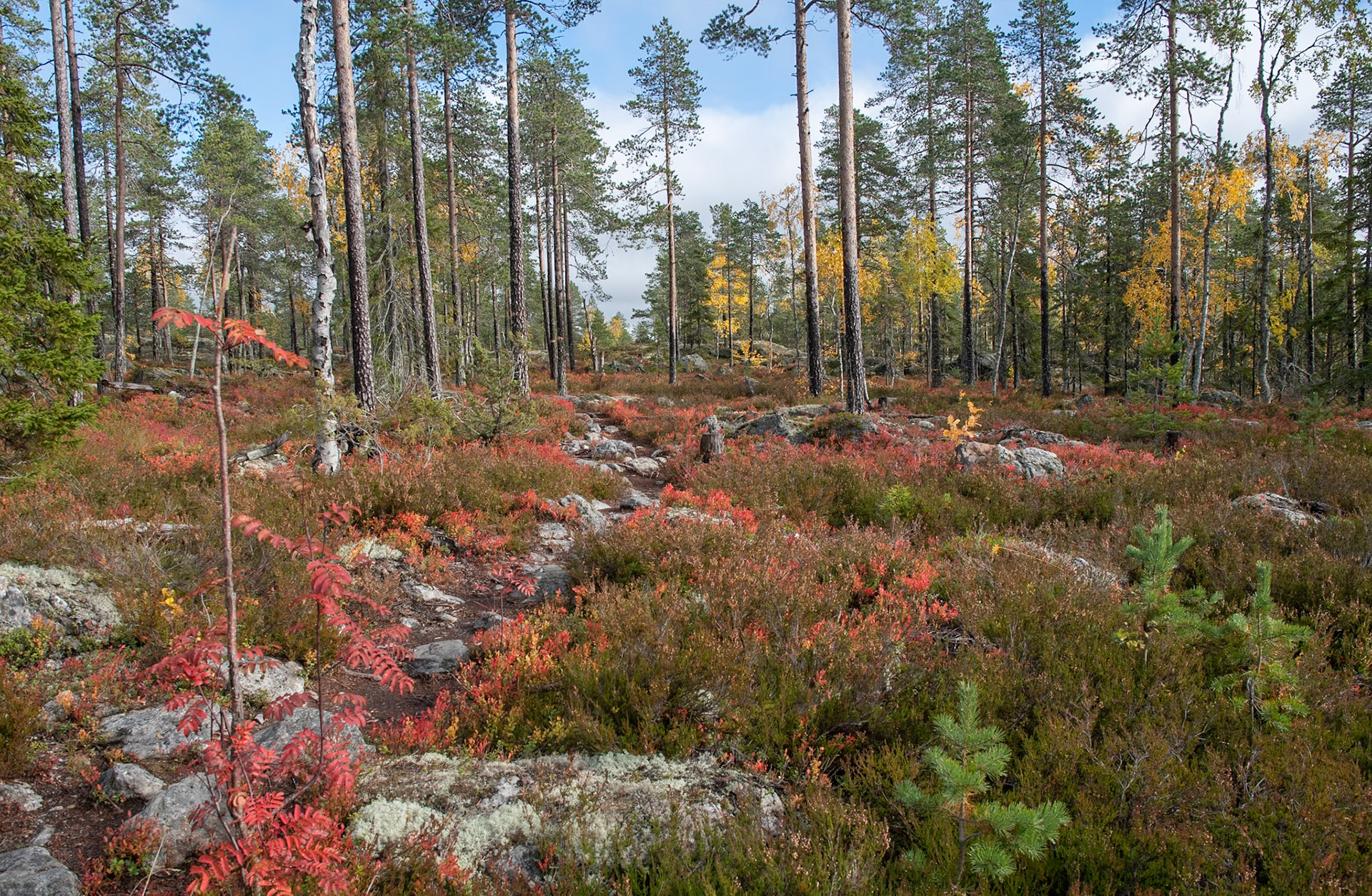 Indian Summer im Tavelsjöleden, Umea