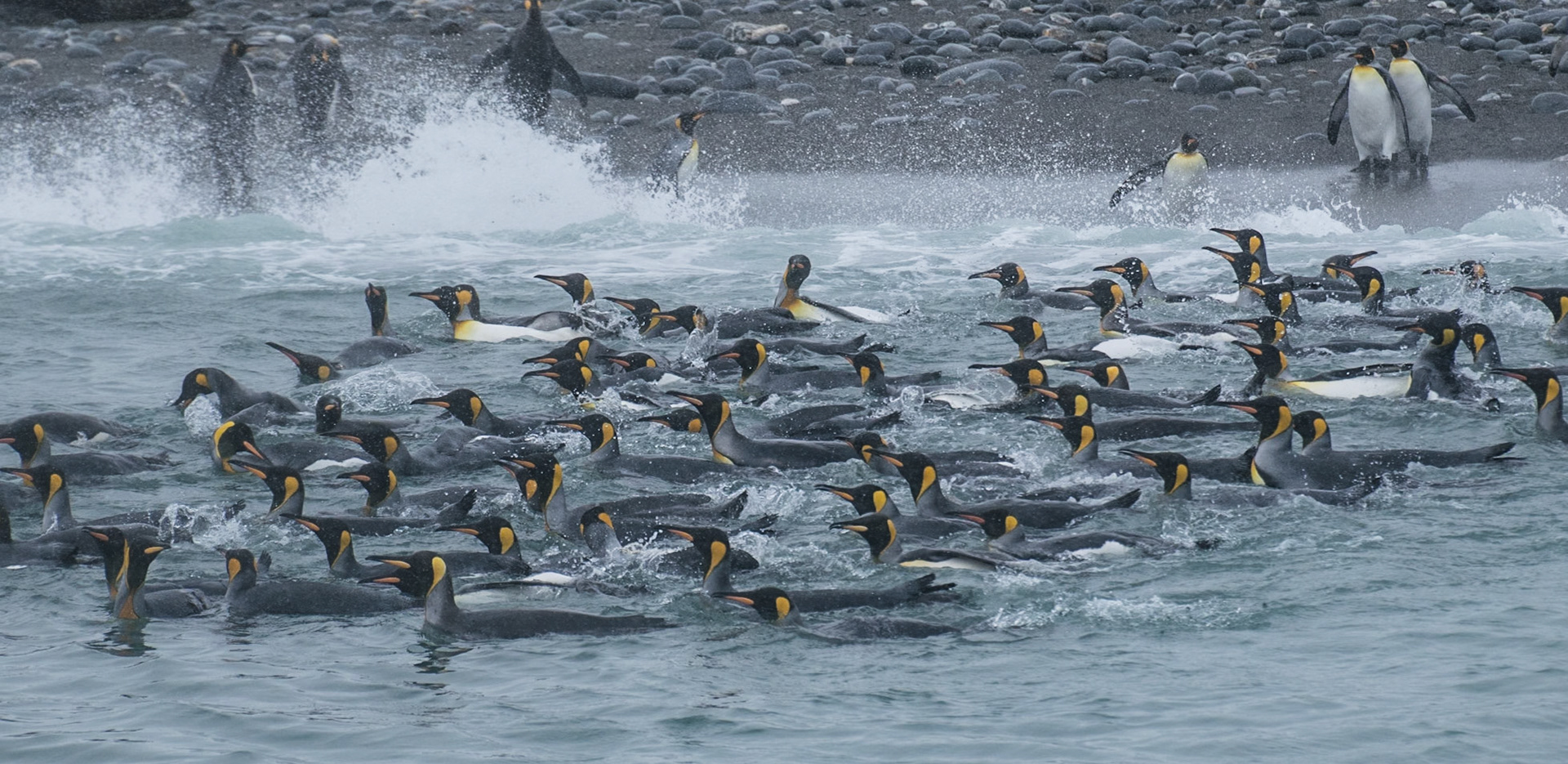 Südgeorgien: Pinguin Paradies