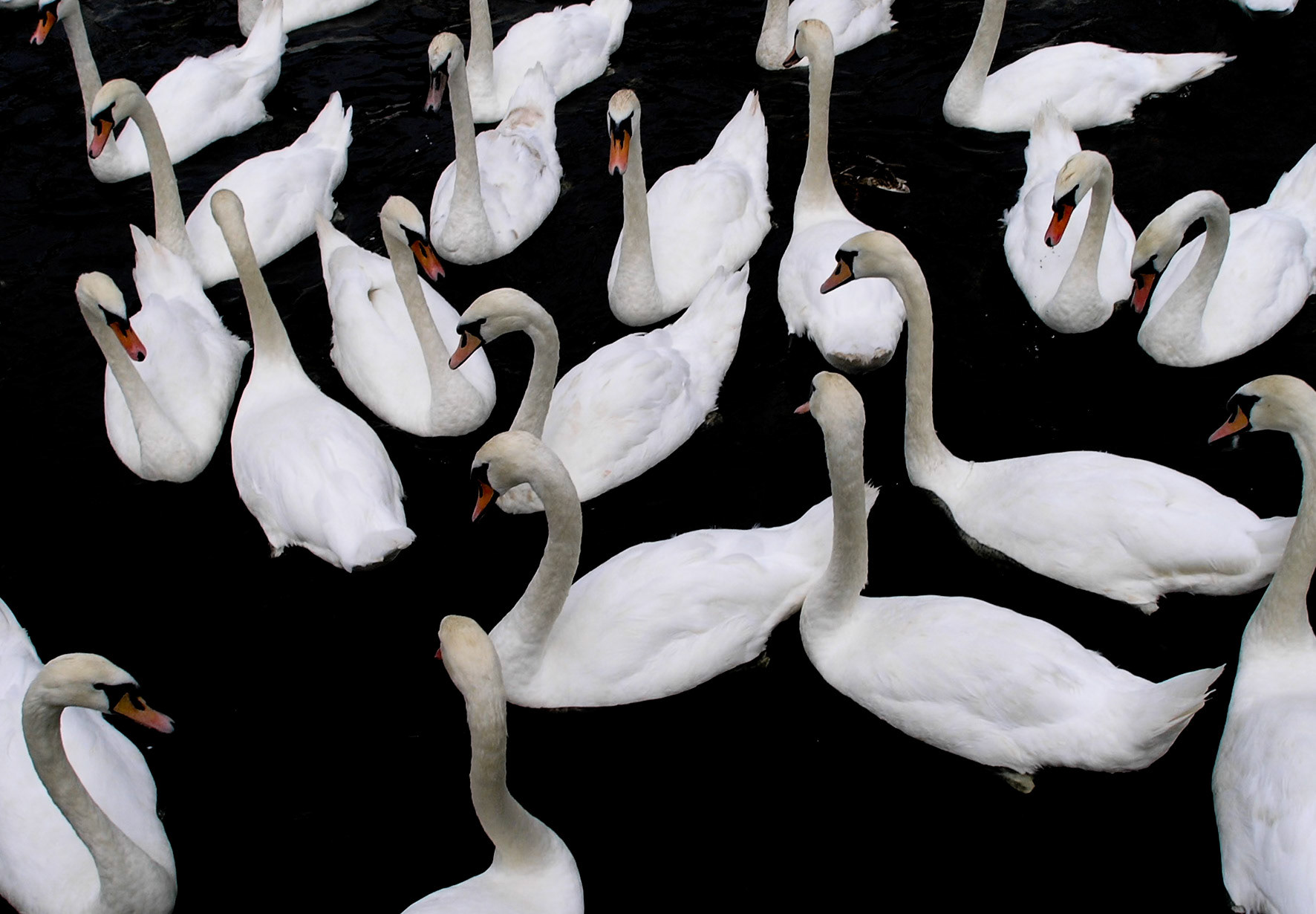 Schwäne in der Alster