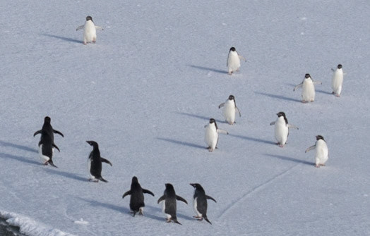 -Antarktische Halbinsel:: Pinguine