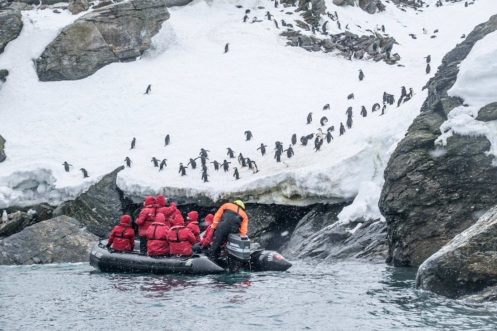 Antarktische Halbinsel: ZügelPinguine