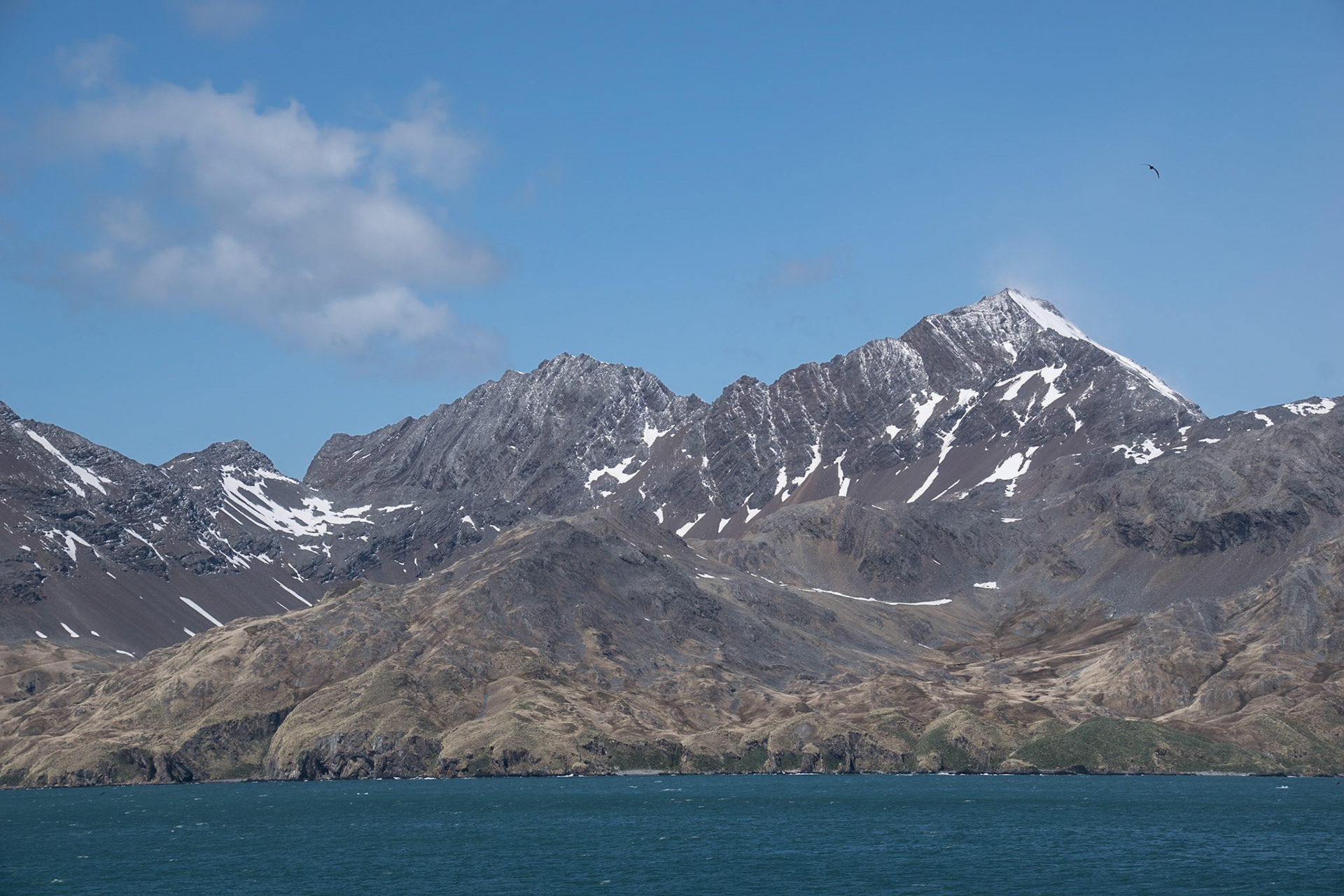 Südgeorgien: Pinguin Paradies