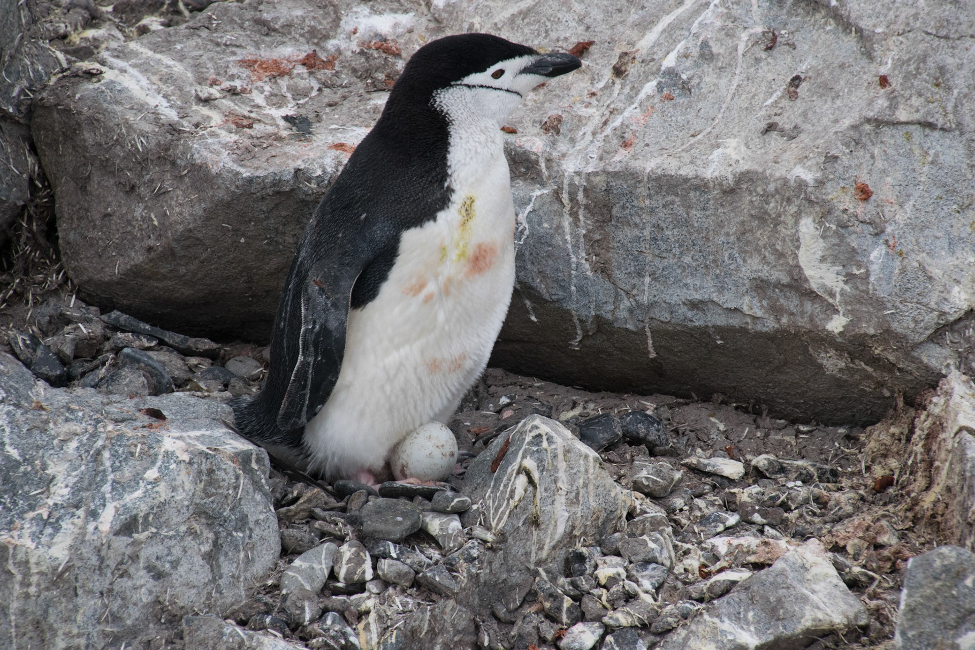 Zuegelpinguin