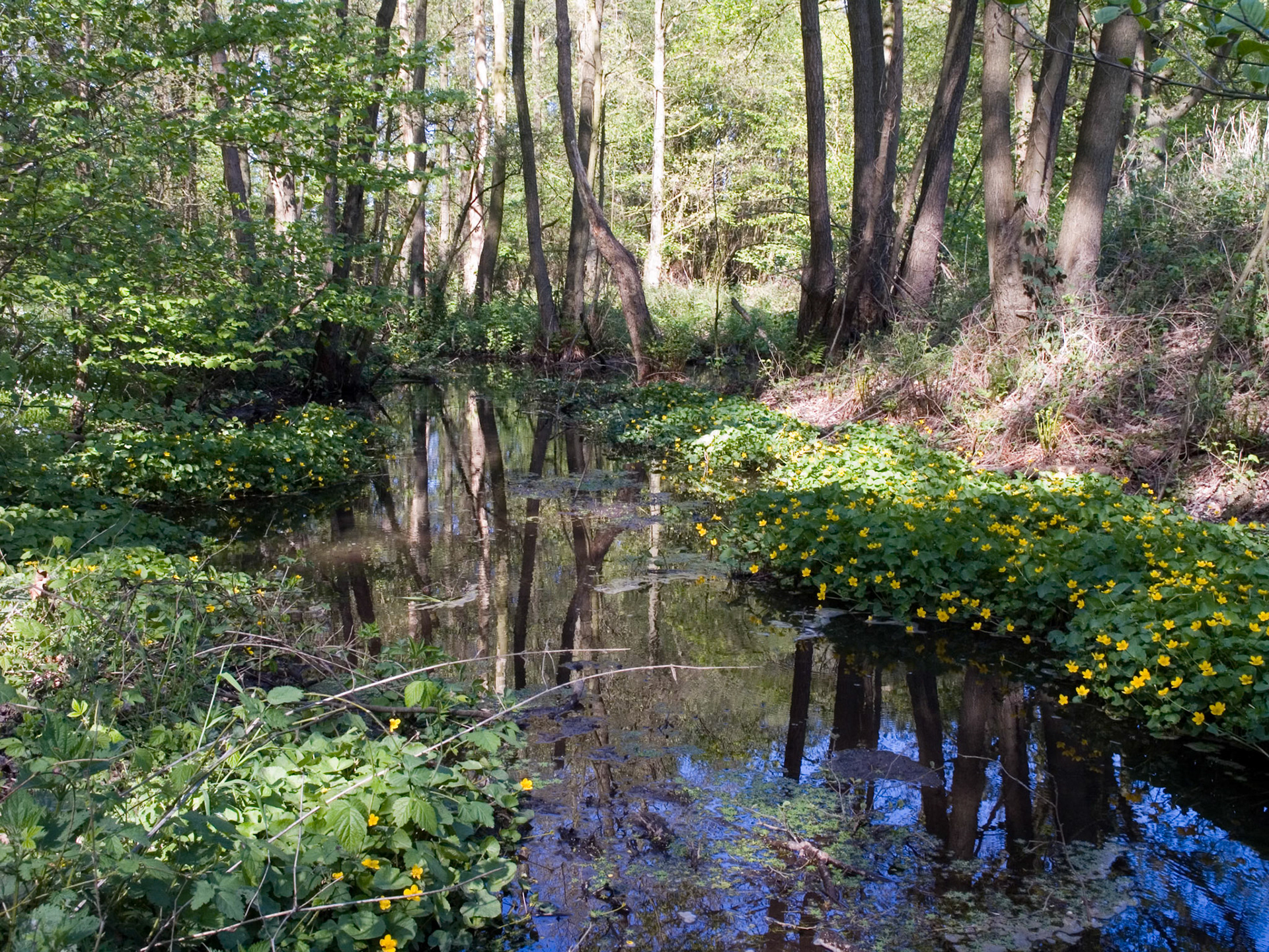 An der Luhe