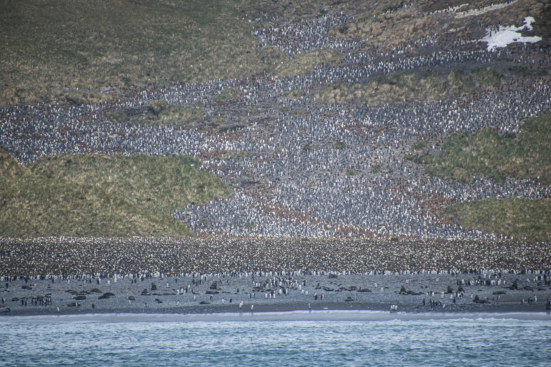 Südgeorgien: 100000e Pinguine