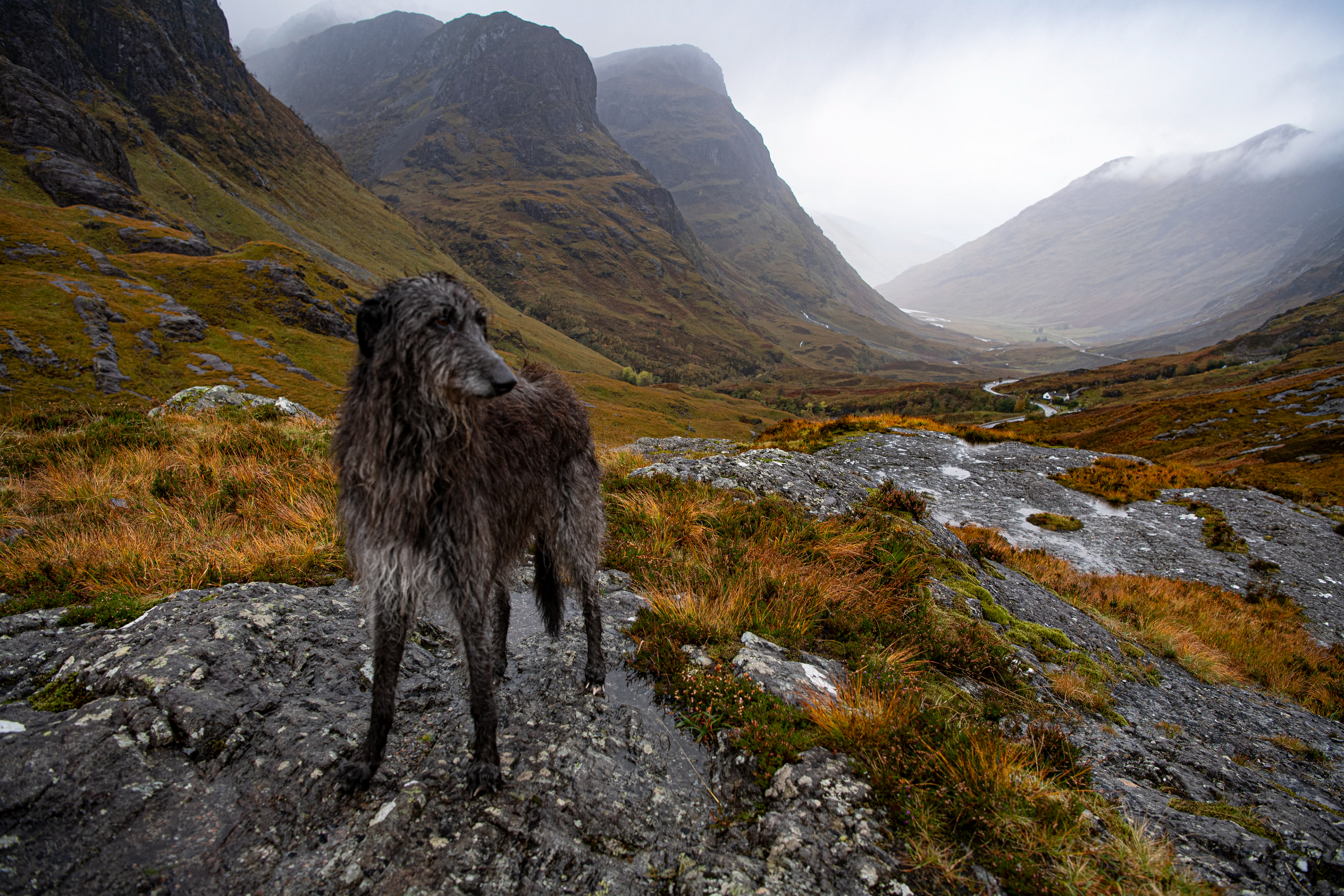 Glencoe Hound