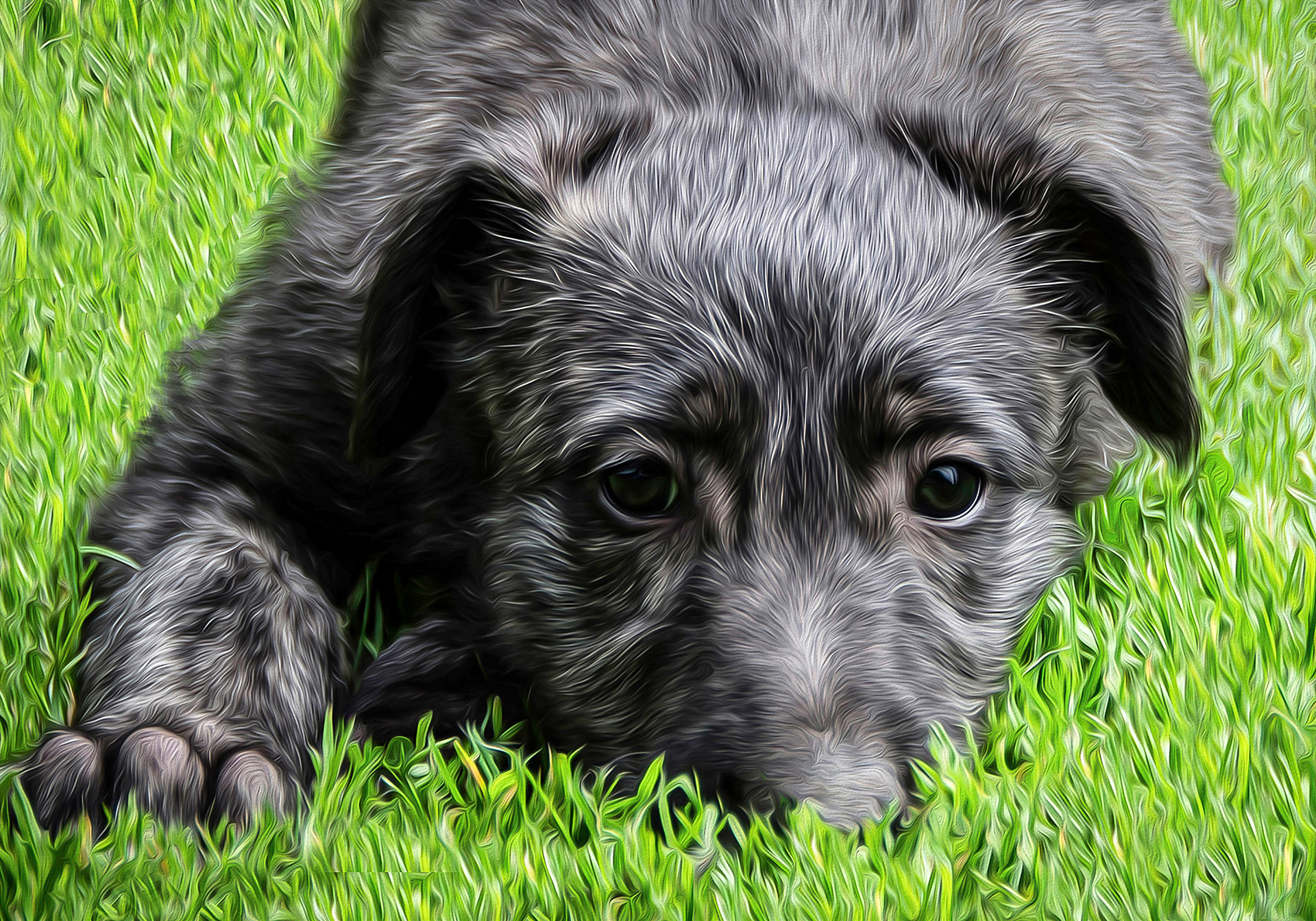 Puppy Isla