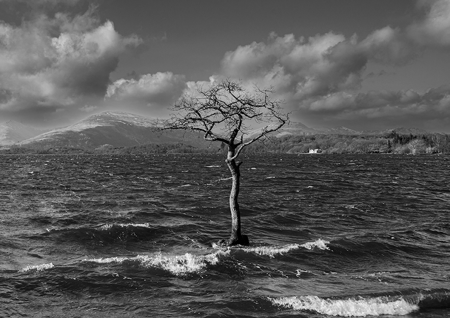 Milarochy Tree