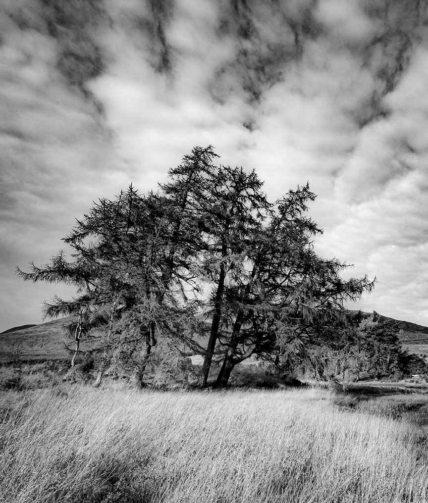 LOch Tulla tree