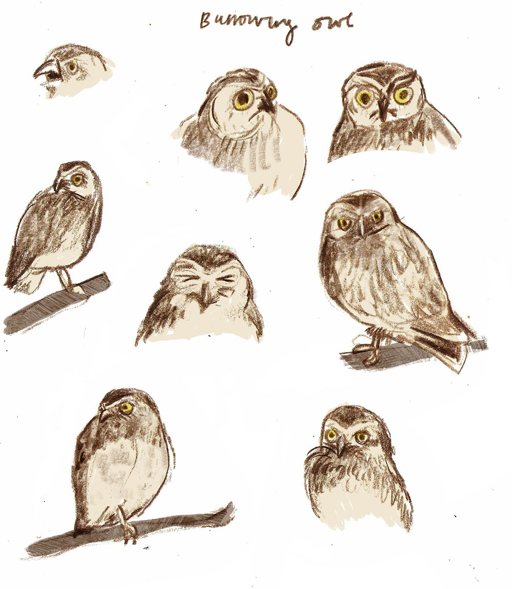 Burrowing Owl. Sketches from location at Birdworld. Included in the Third-Hand History Zine - Only Owls. 