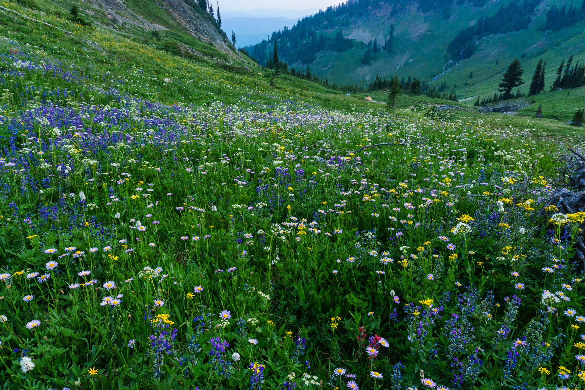 Cispus Basin