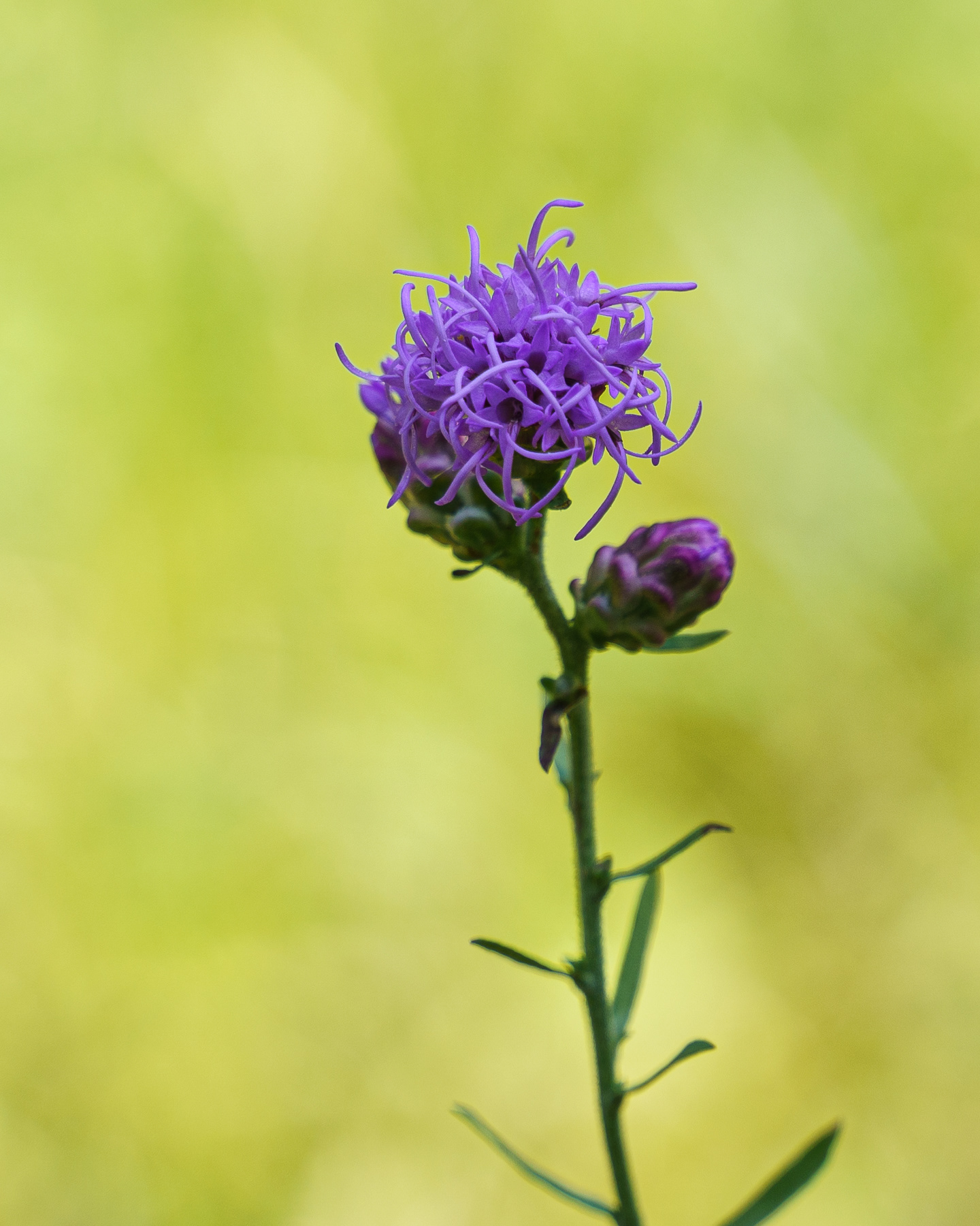 Wisconsin Wildflower