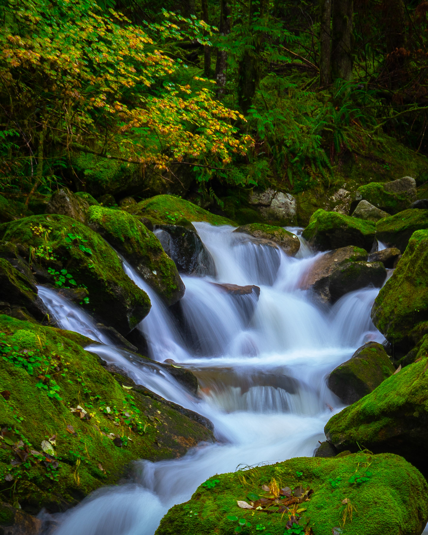 Rainy Creek