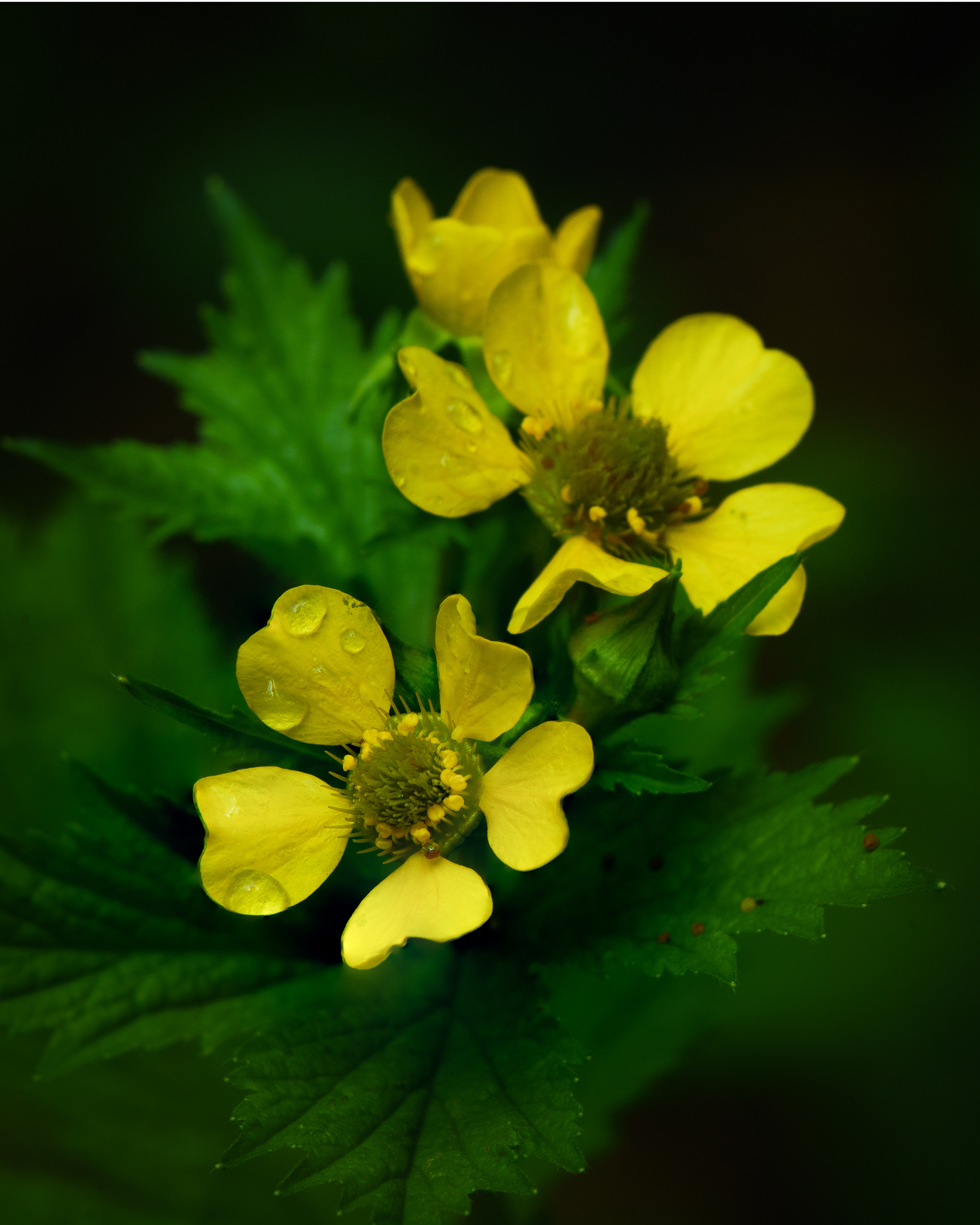 Largeleaf Avens