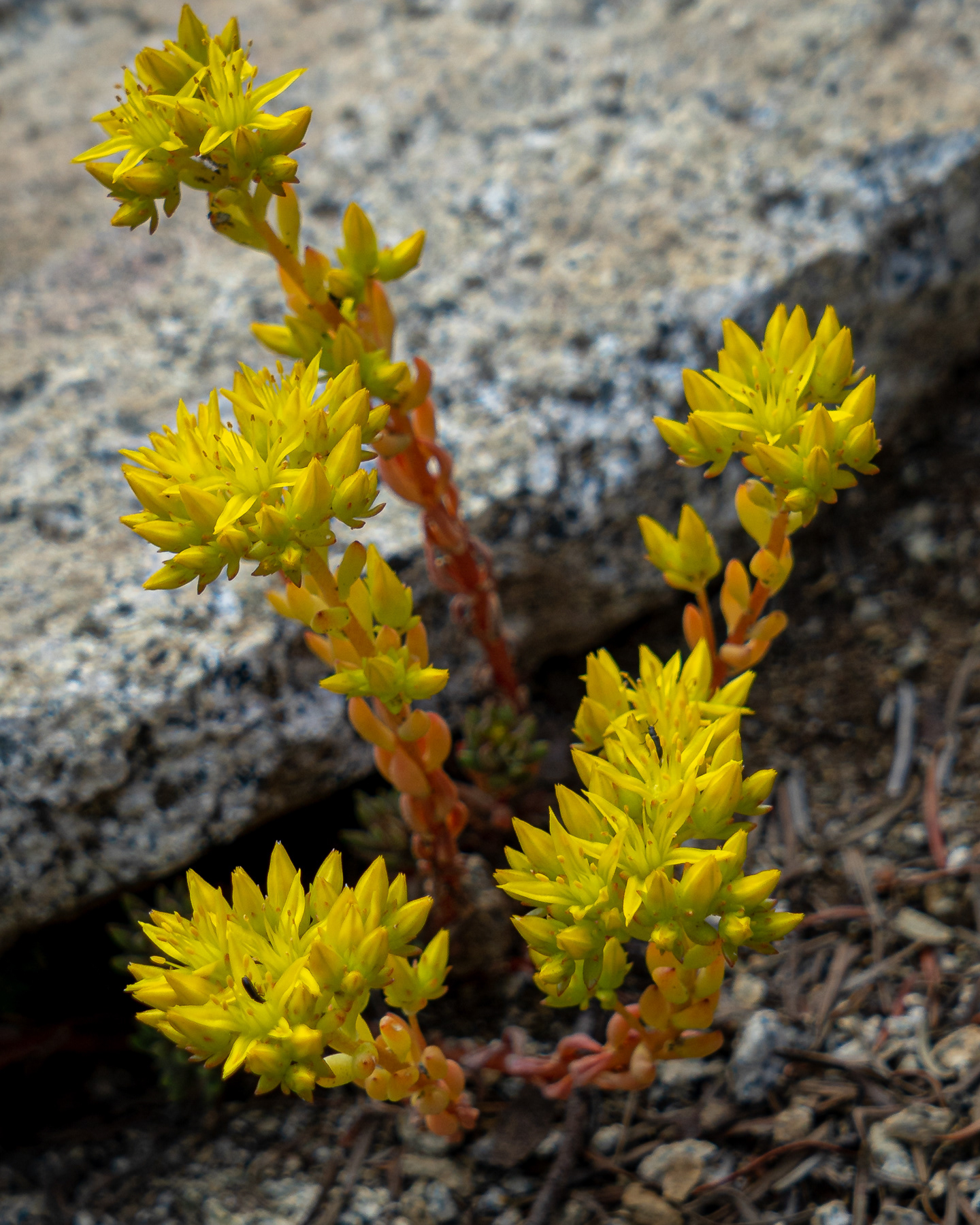 Spearleaf Stonecrop