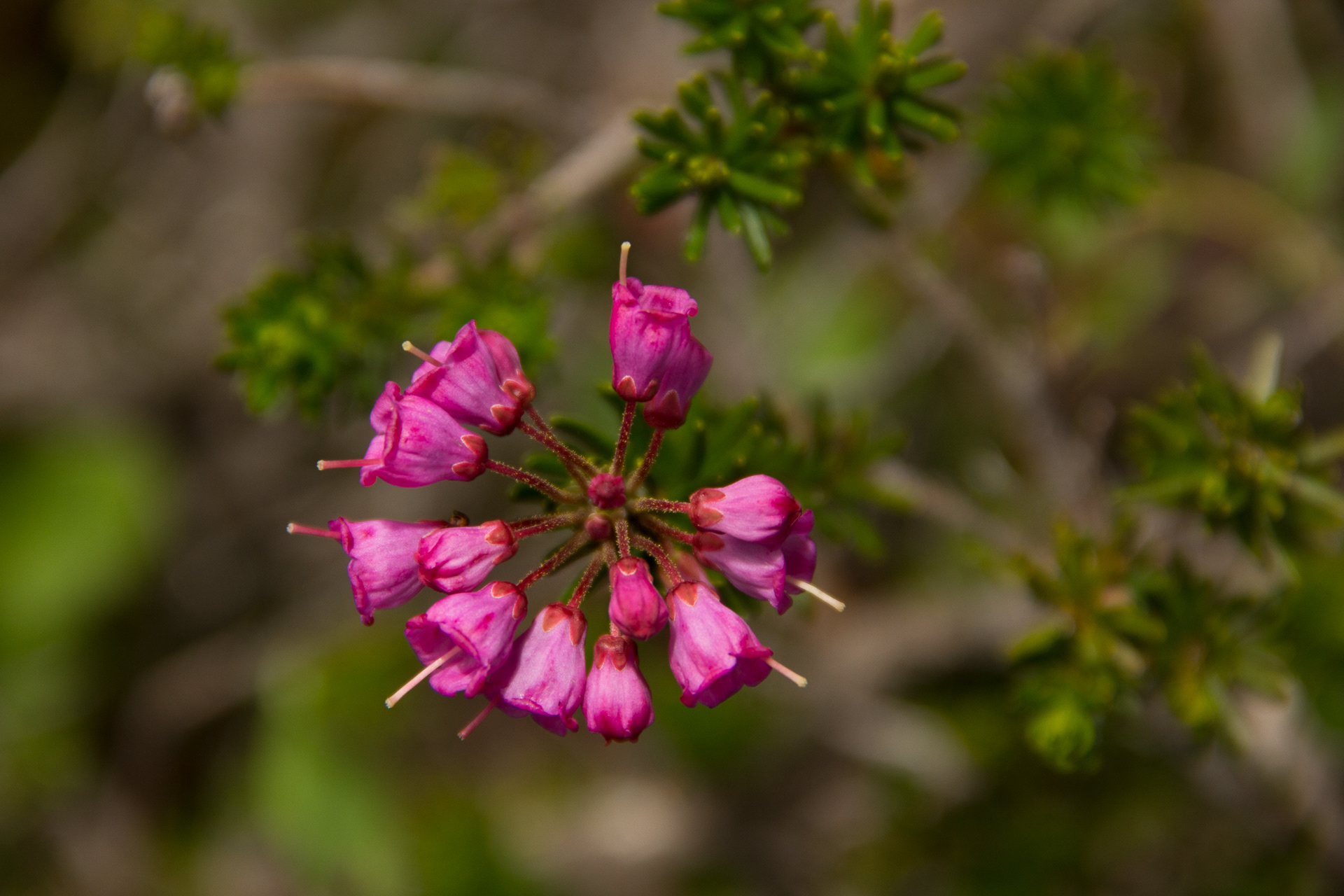 Red Heather