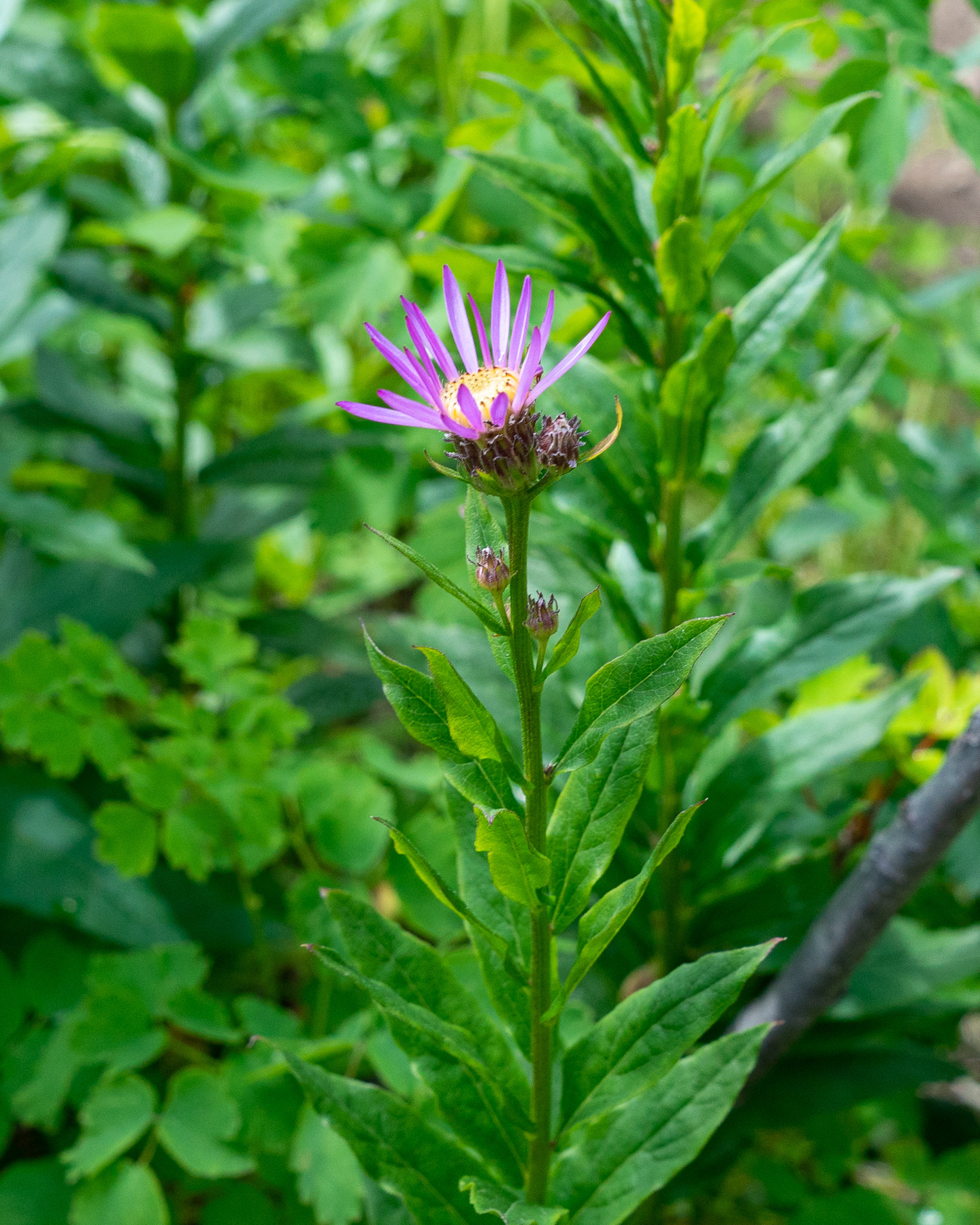 Cascade Aster