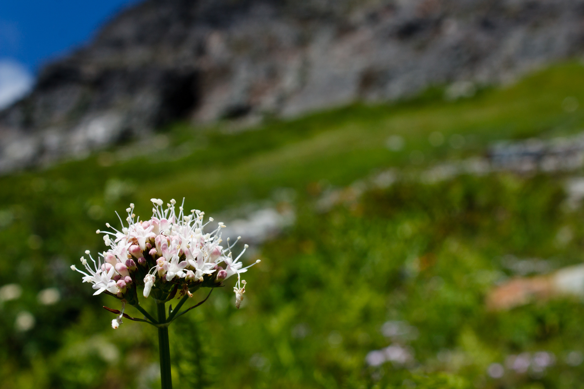 Aster Valerian