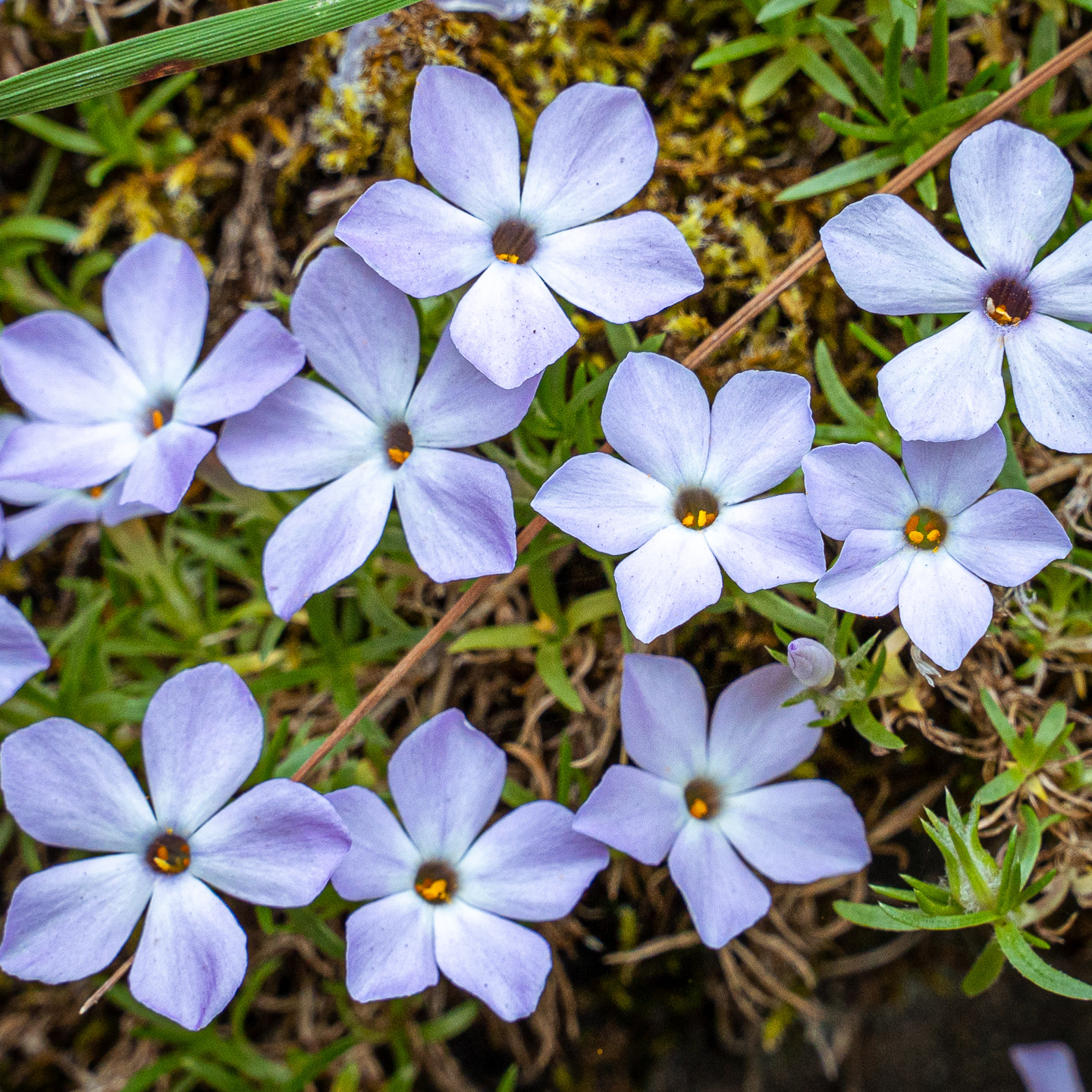Spreading Phlox