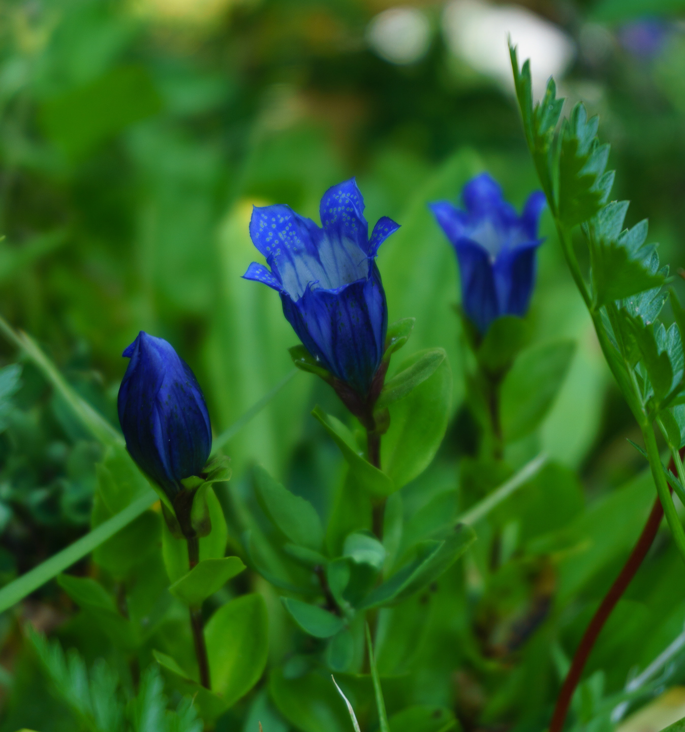 Rainier Pleated Gentian