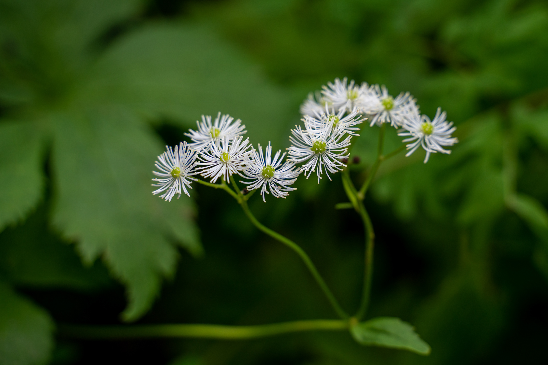 Wild Bugbane