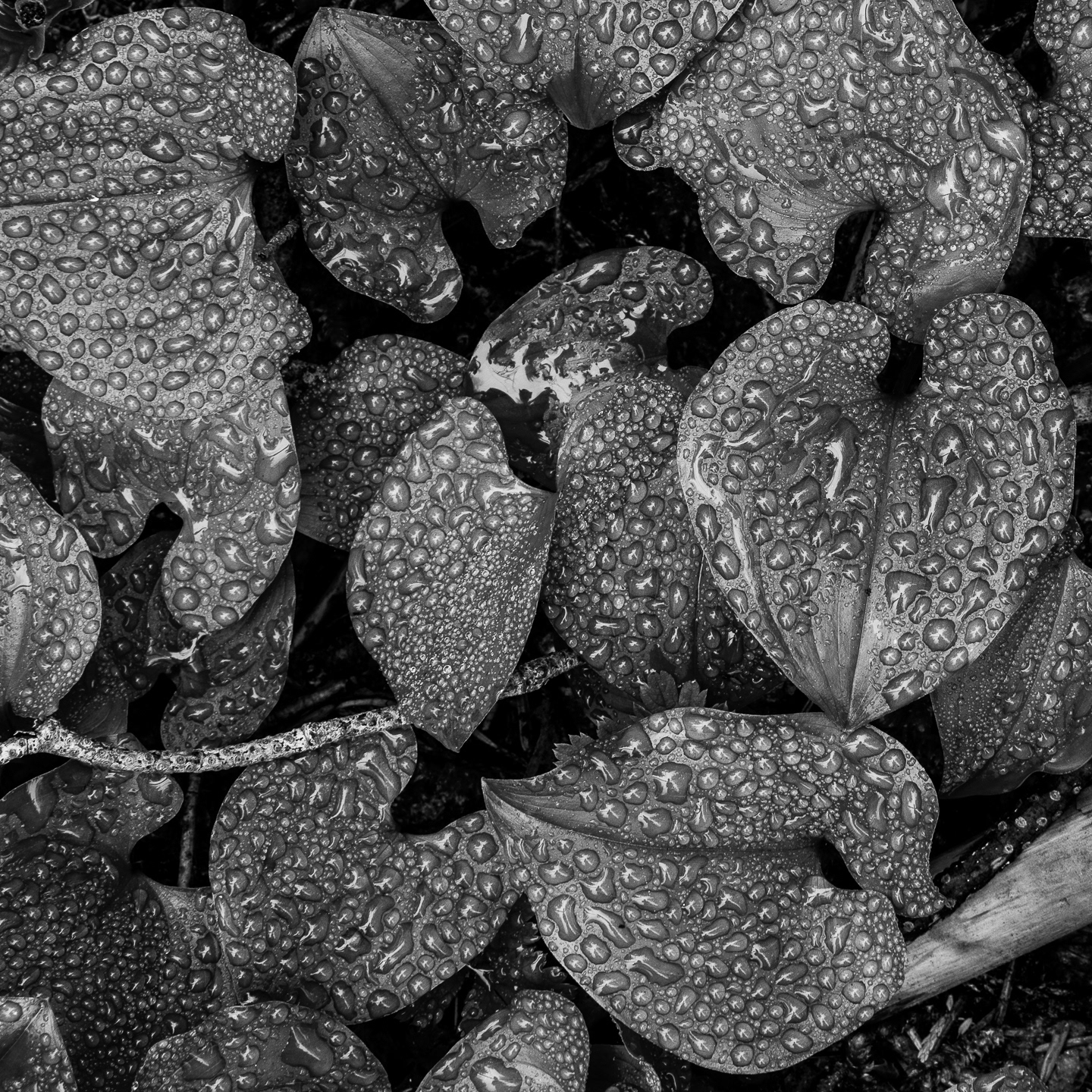 Forest Floor