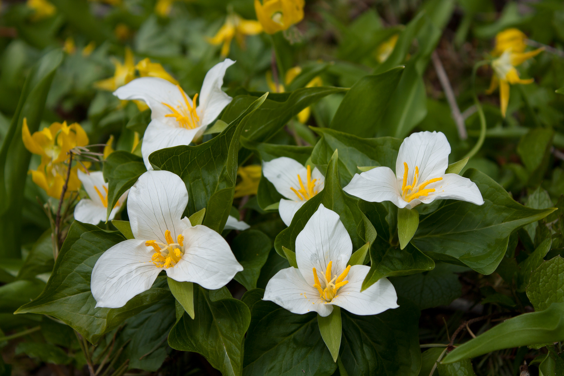 Western Trillium