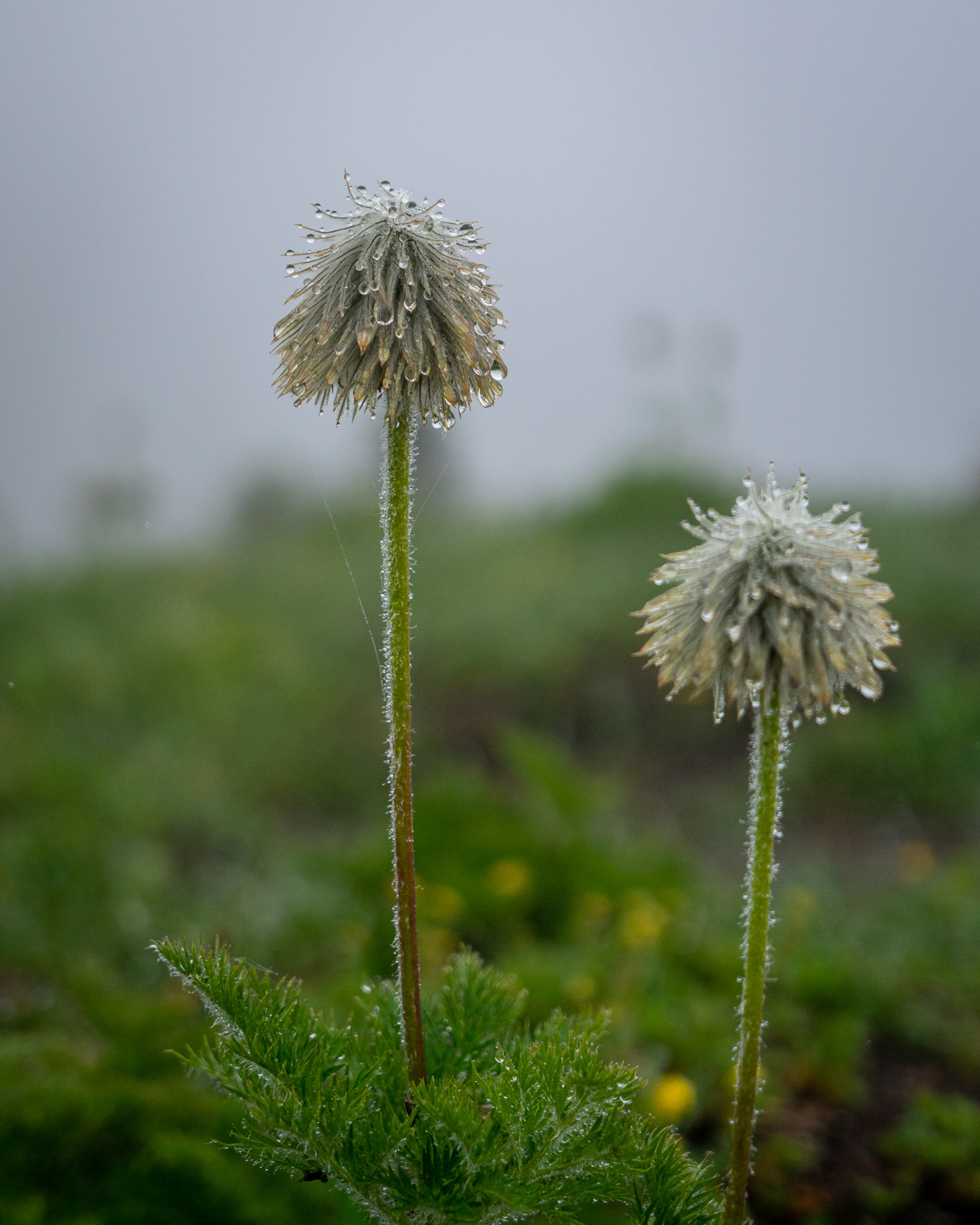 Western Pasque Flower