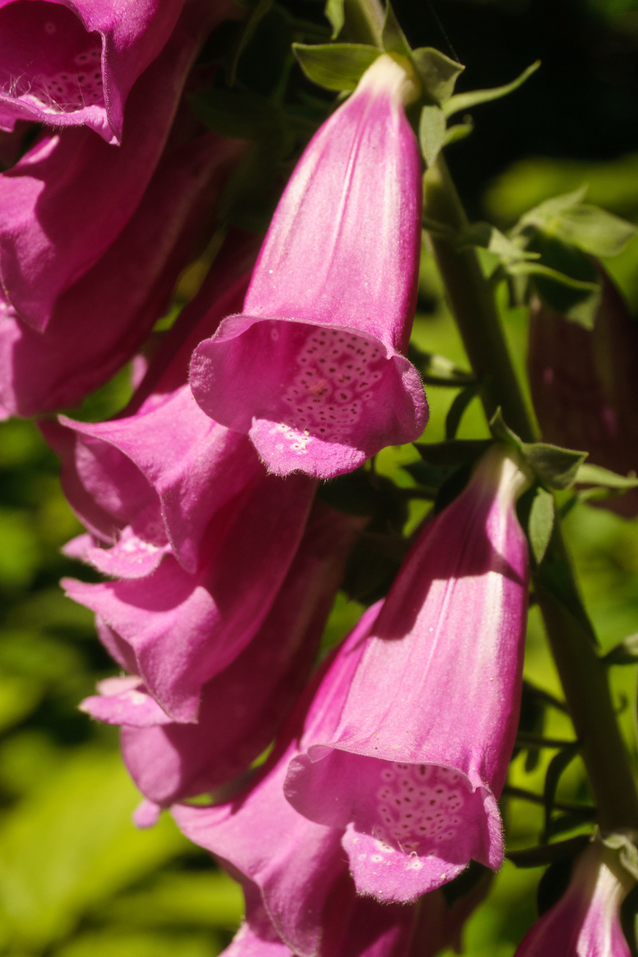 Foxglove
