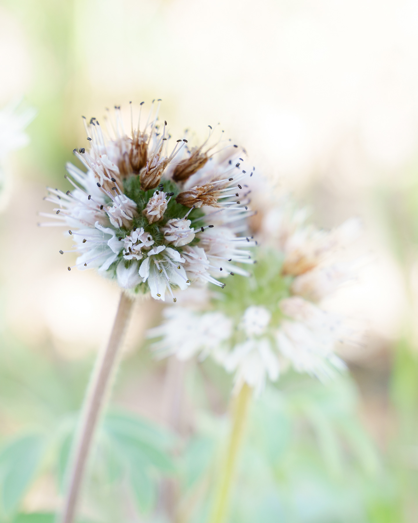 Ballhead Waterleaf
