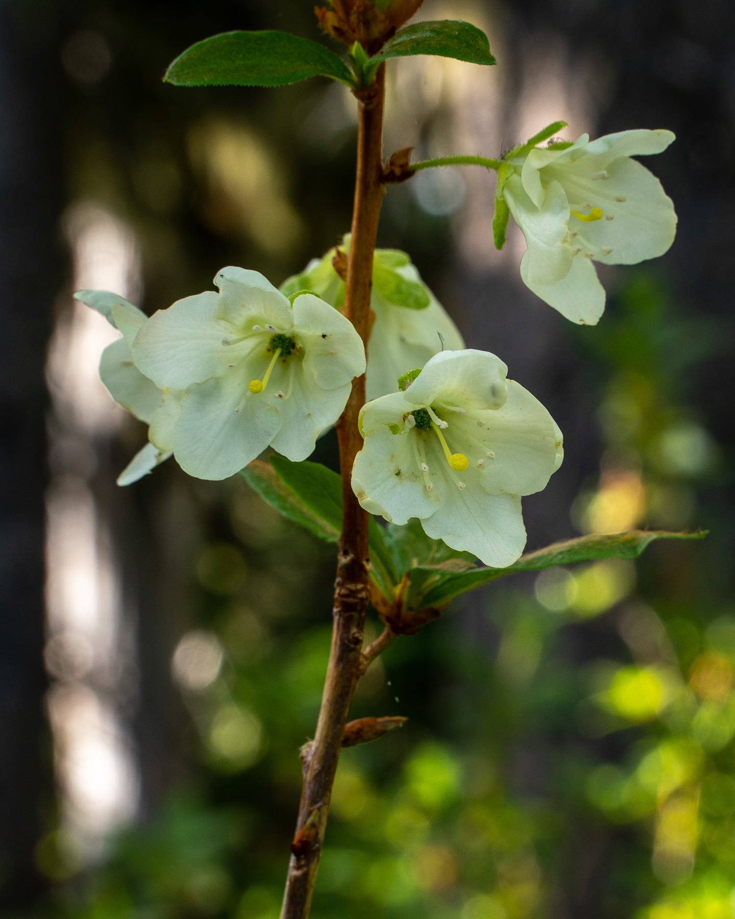 White Rhododendron or Cascade Azalea