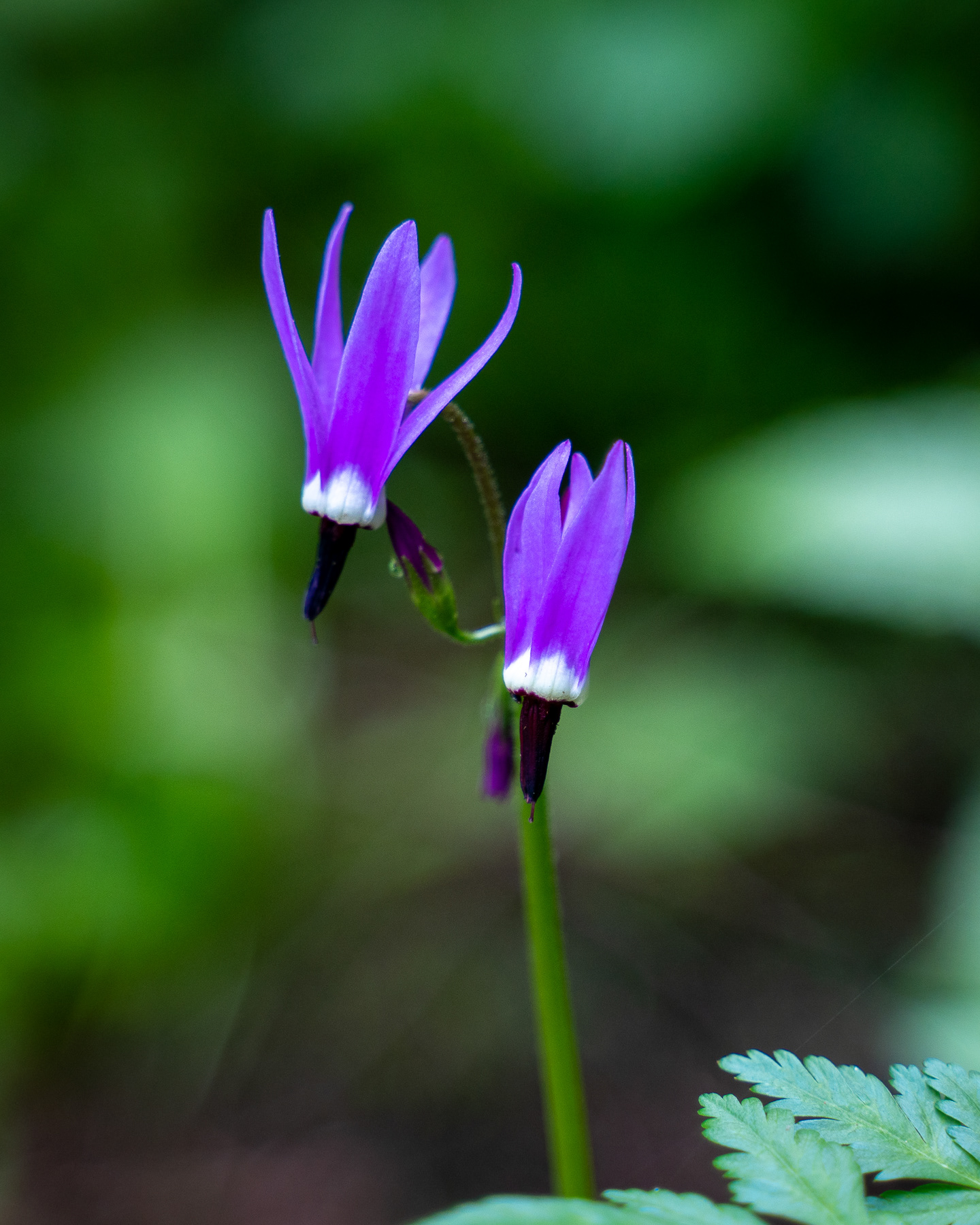 Shooting Star