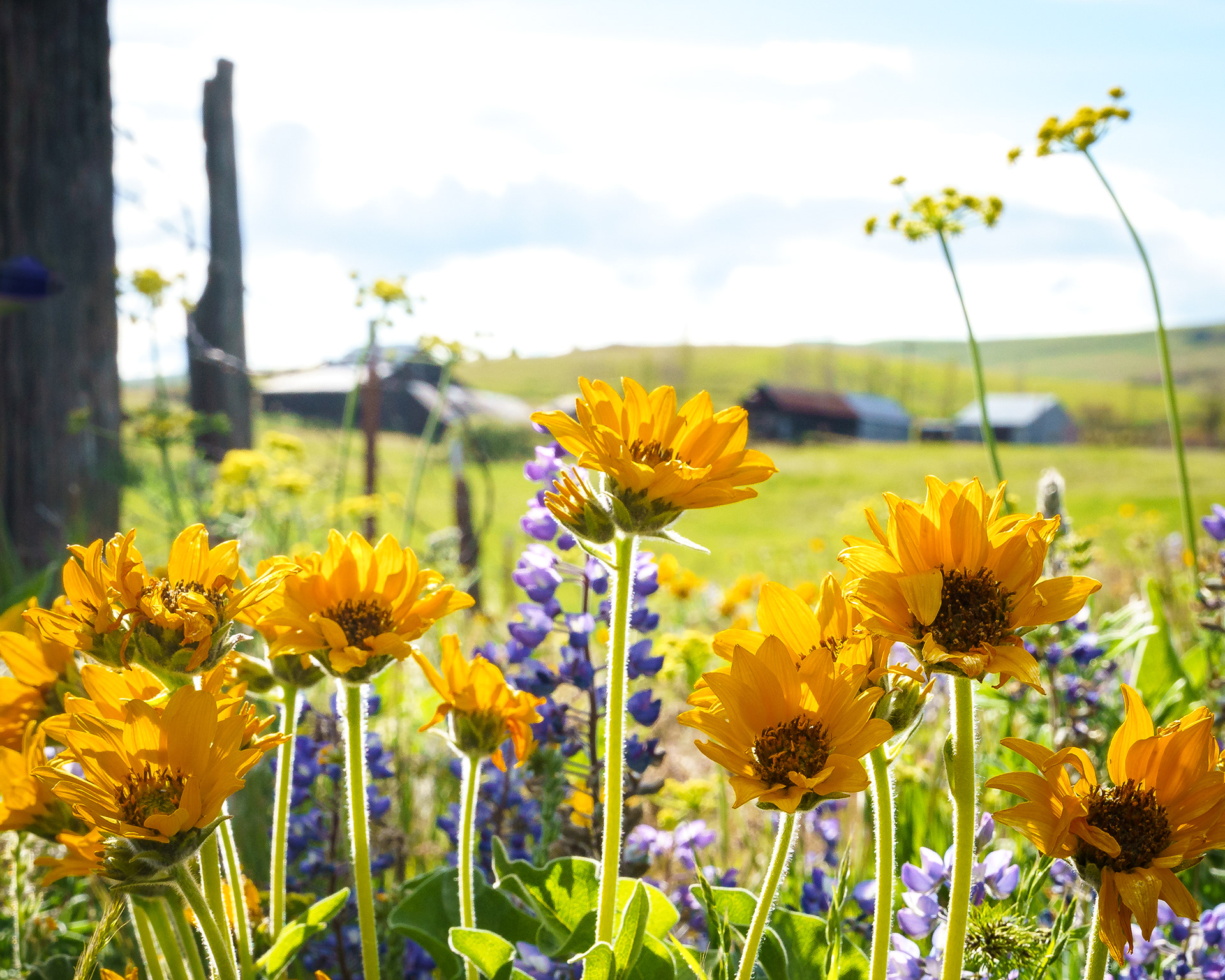 Balsamroot