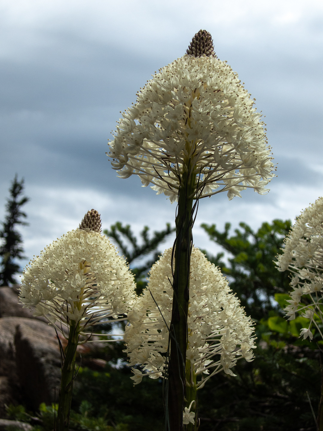 Beargrass